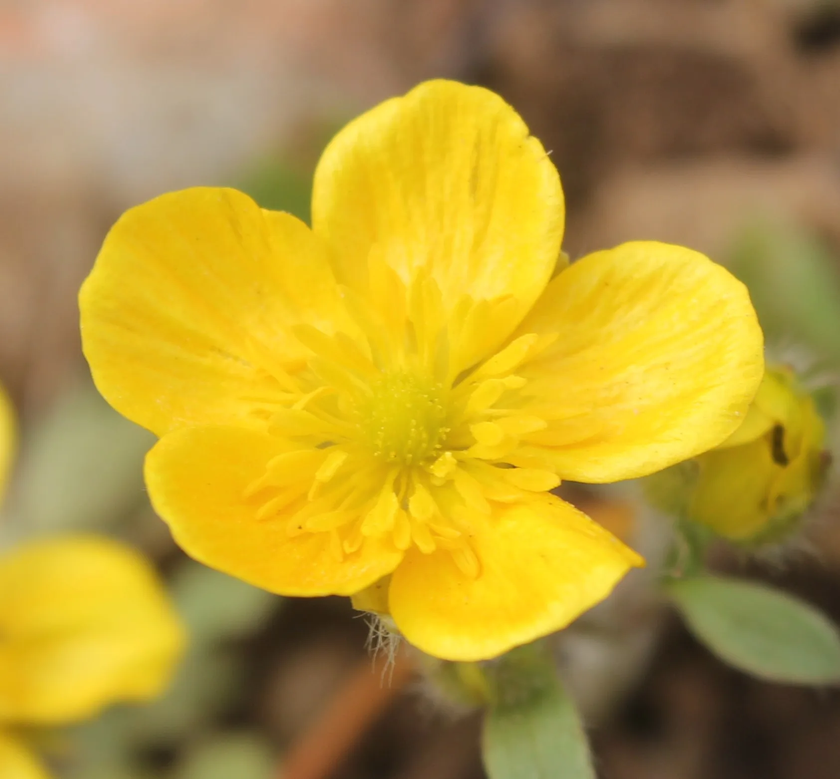 Ranunculus sprunerianus