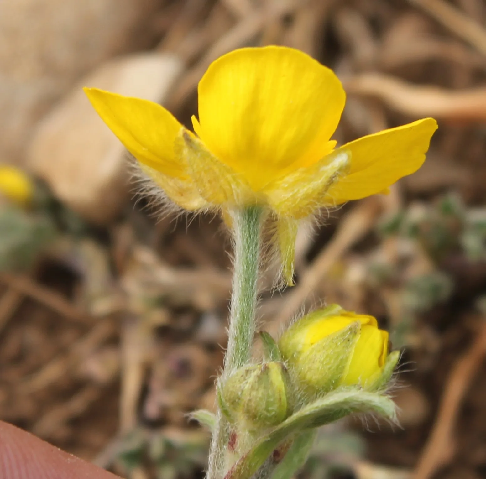 Ranunculus sprunerianus