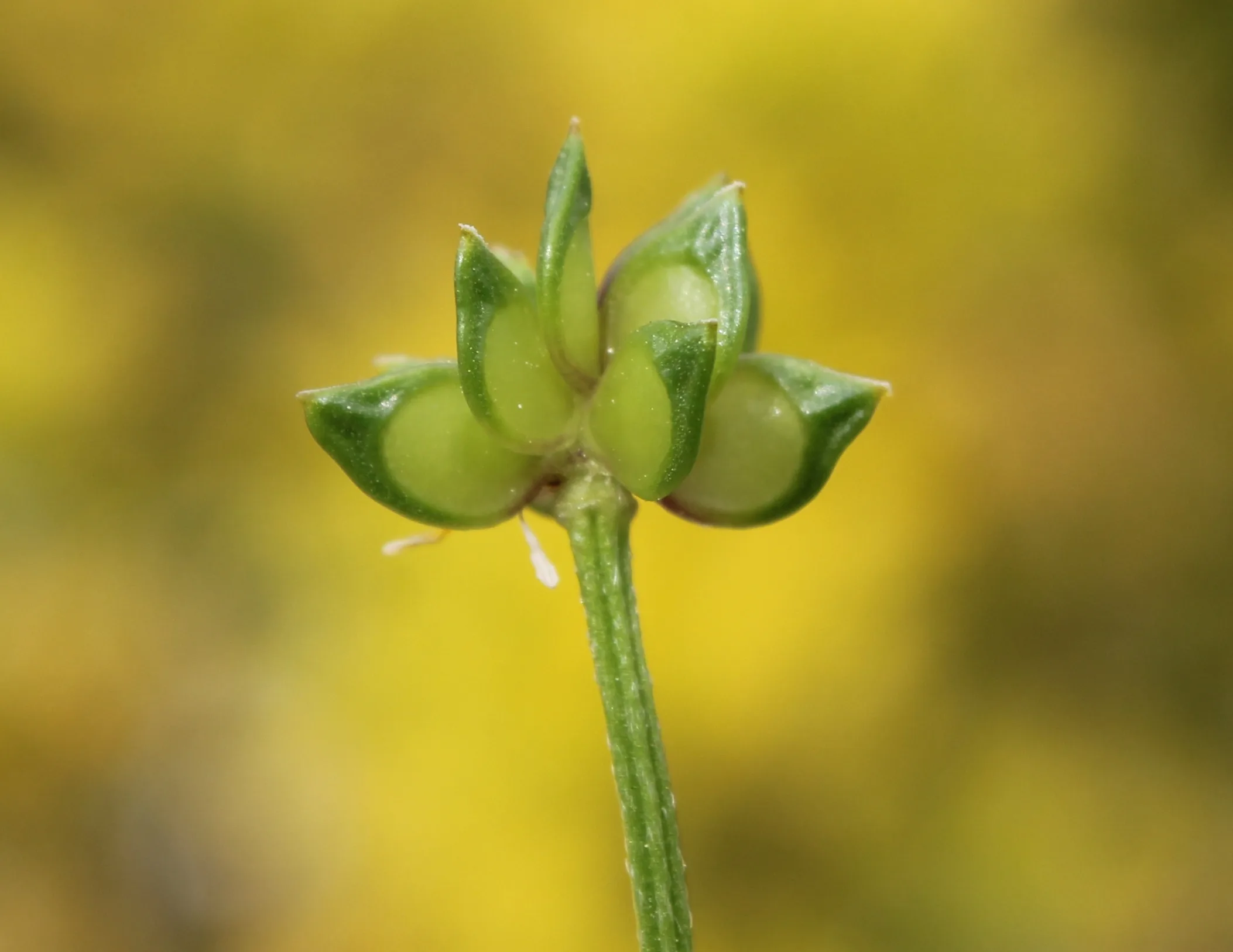 Ranunculus velutinus