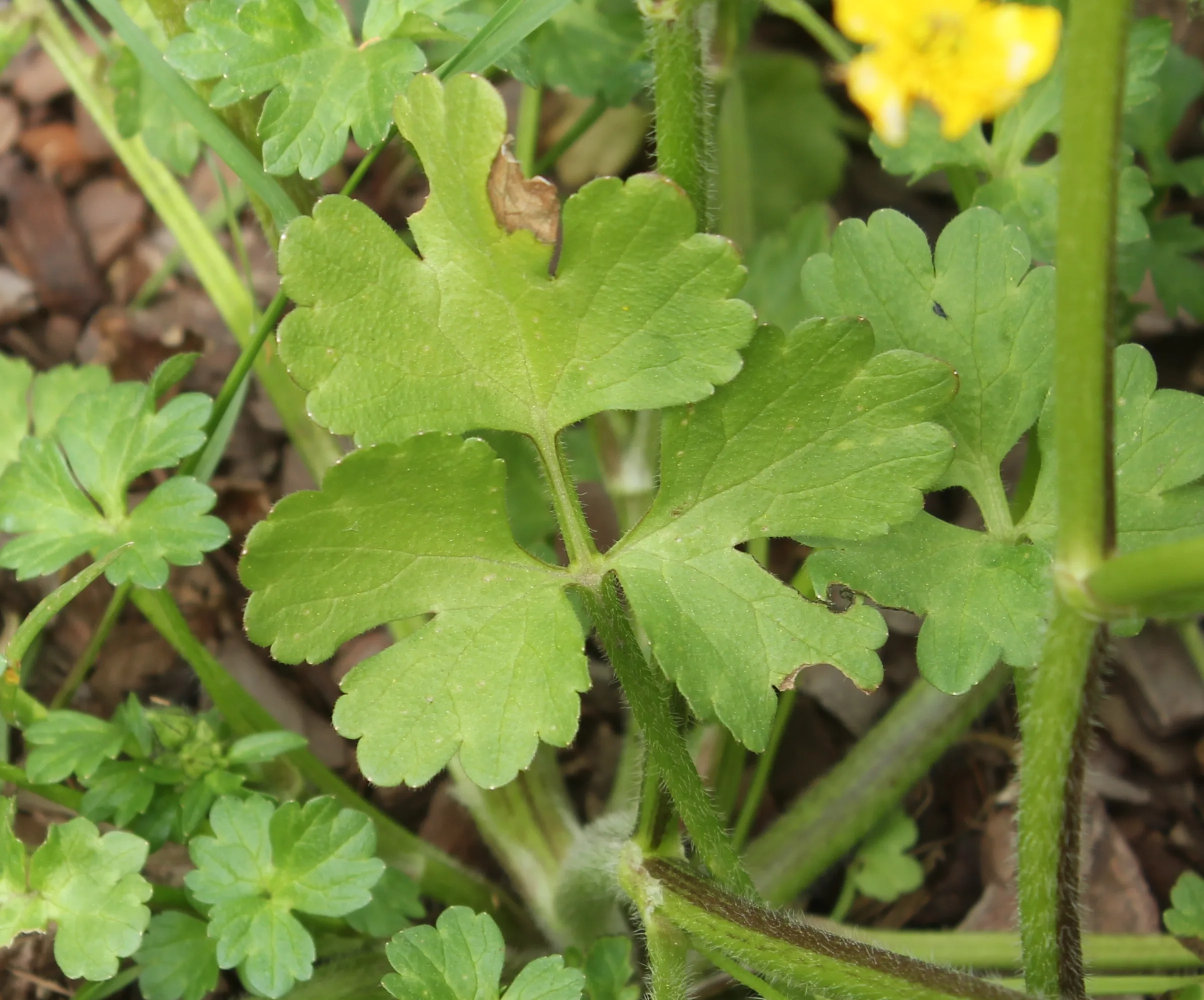 Ranunculus velutinus