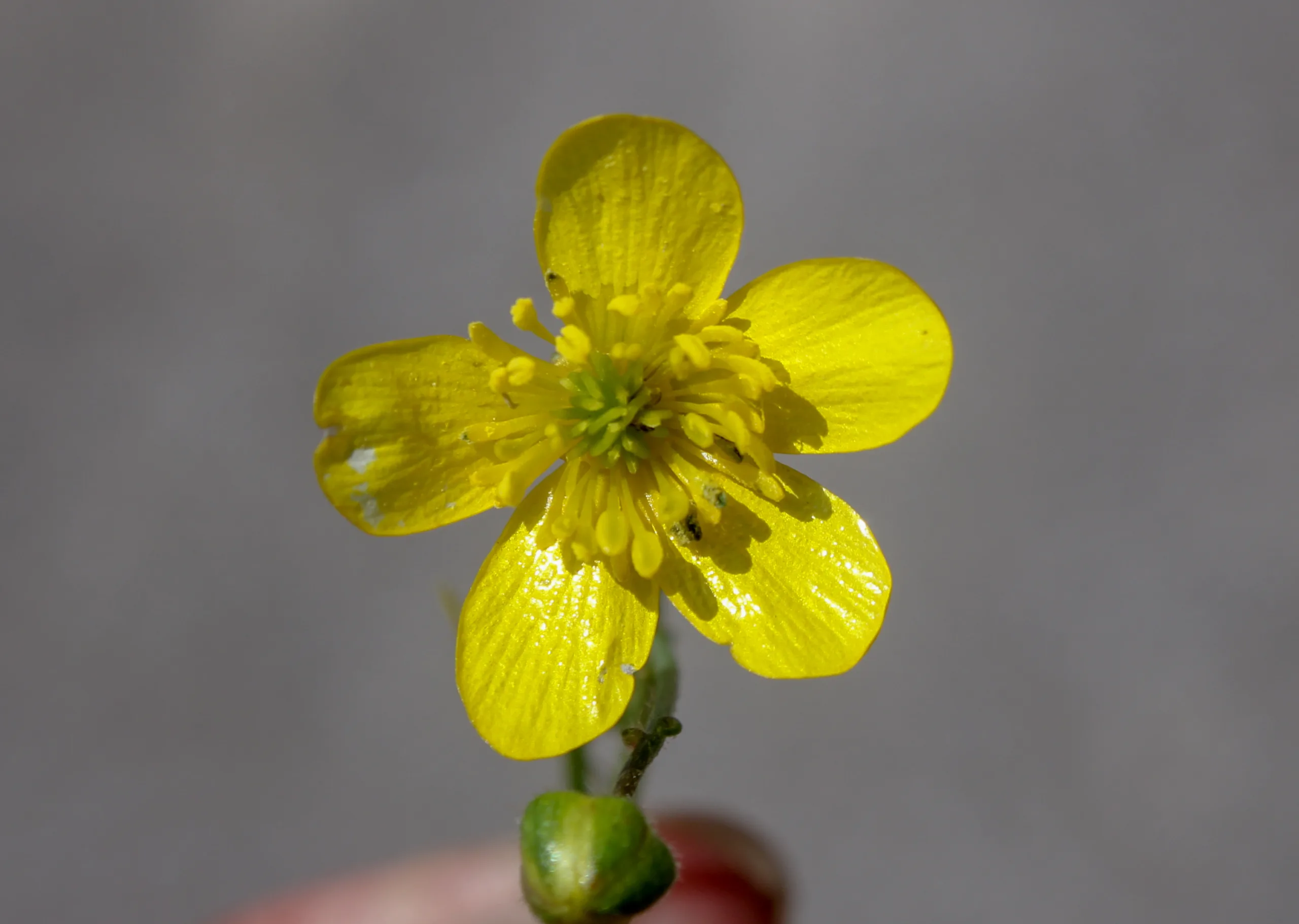 Ranunculus velutinus
