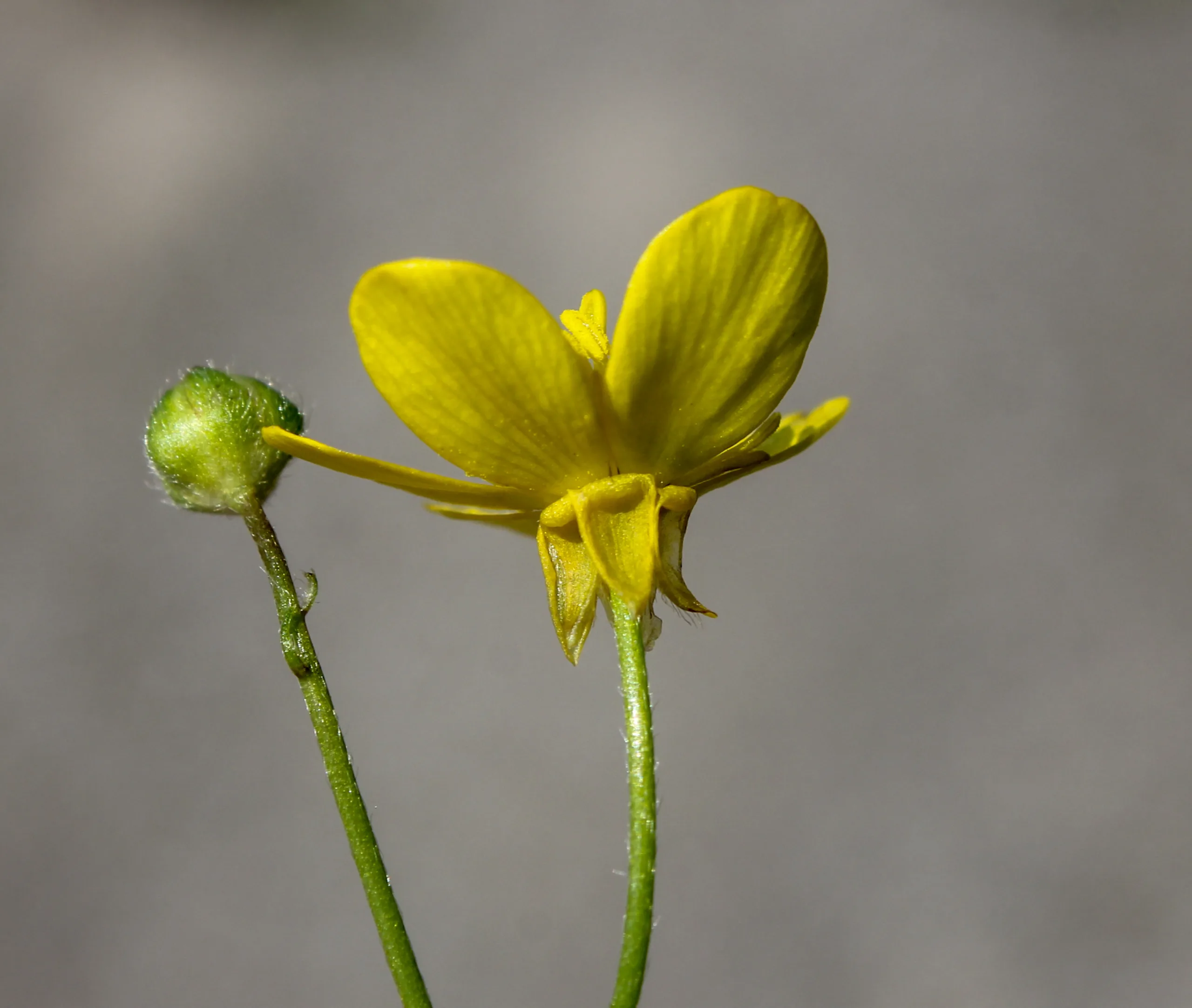 Ranunculus velutinus