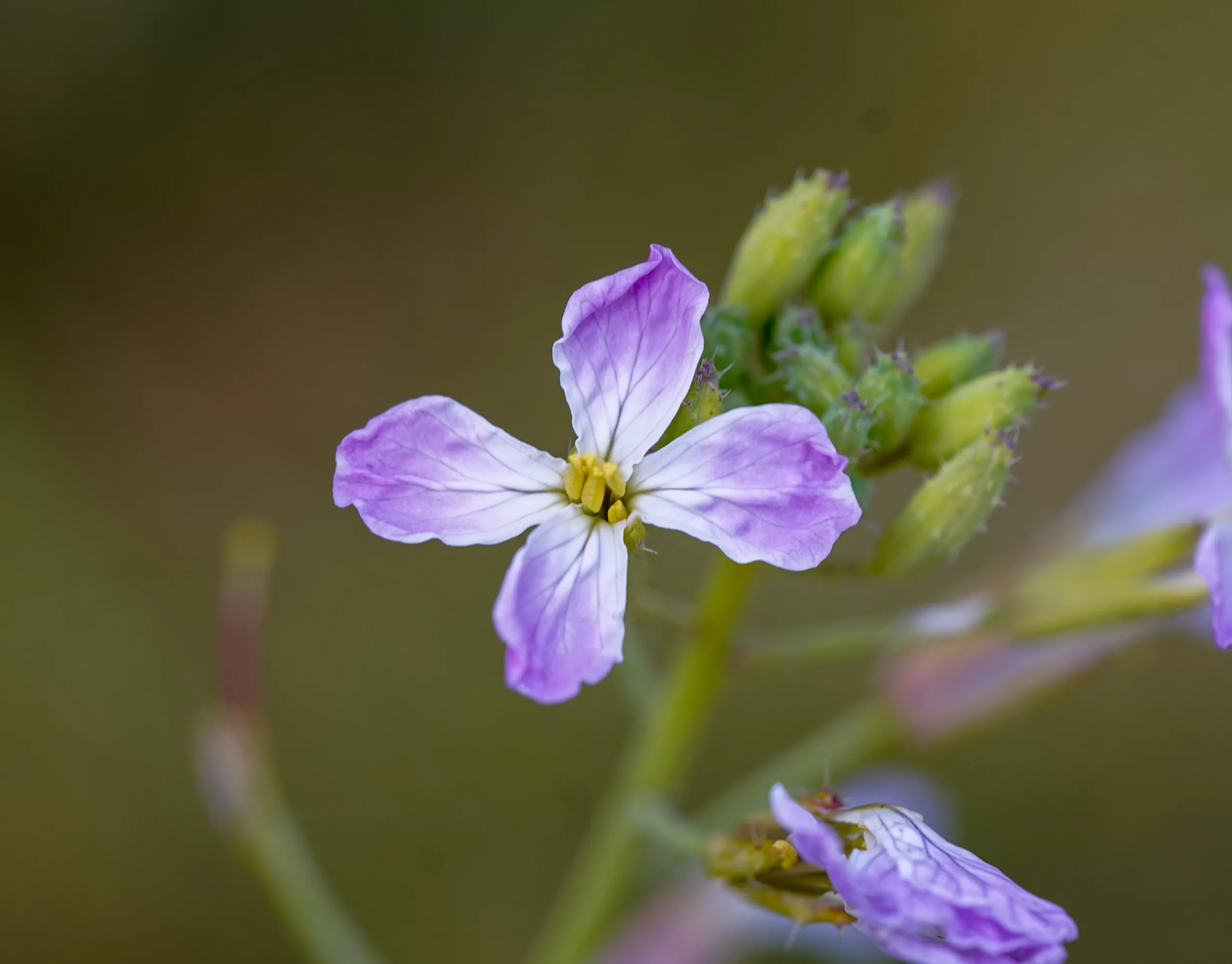 Raphanus raphanistrum subsp. sativus
