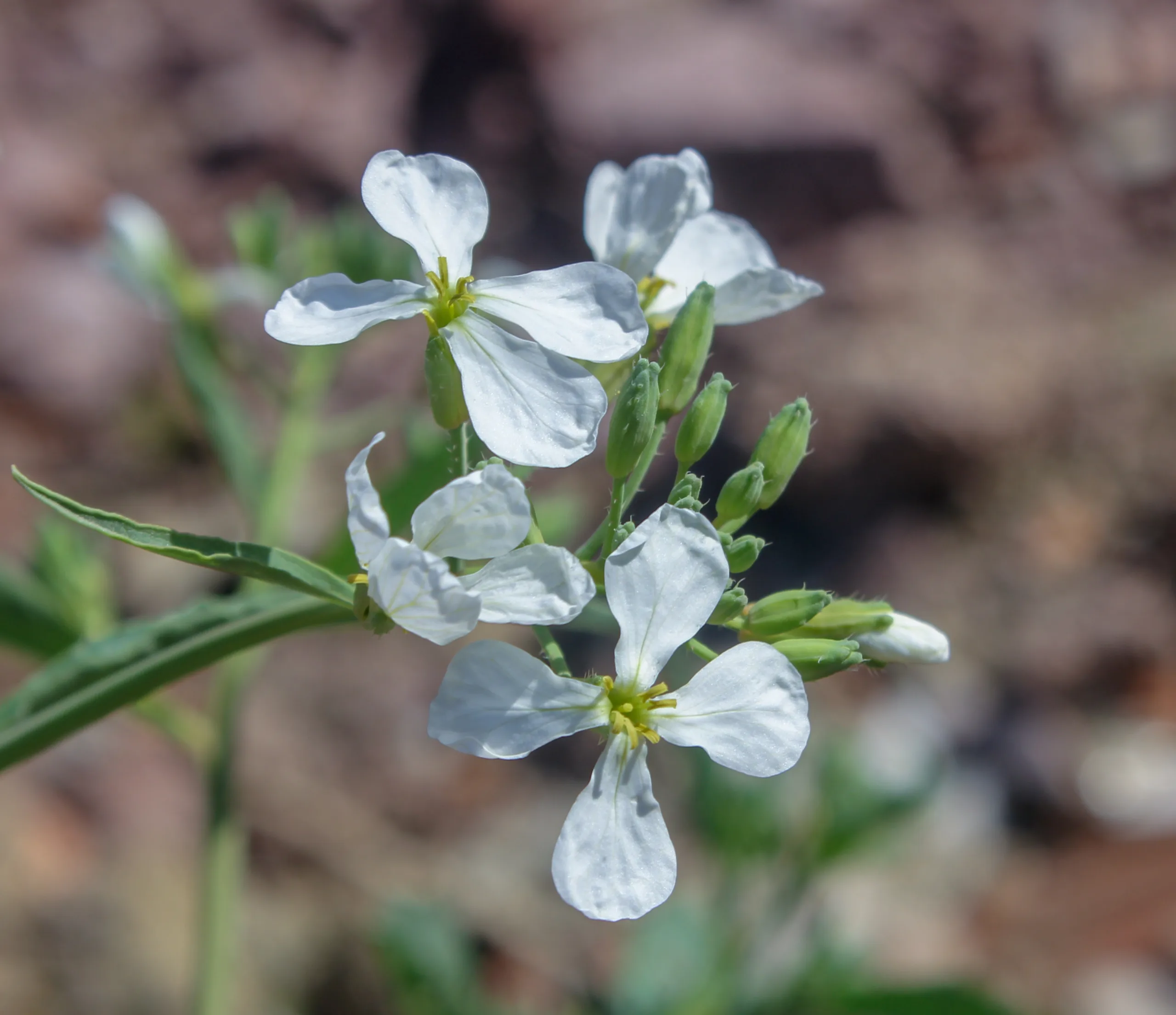 Raphanus raphanistrum subsp. sativus