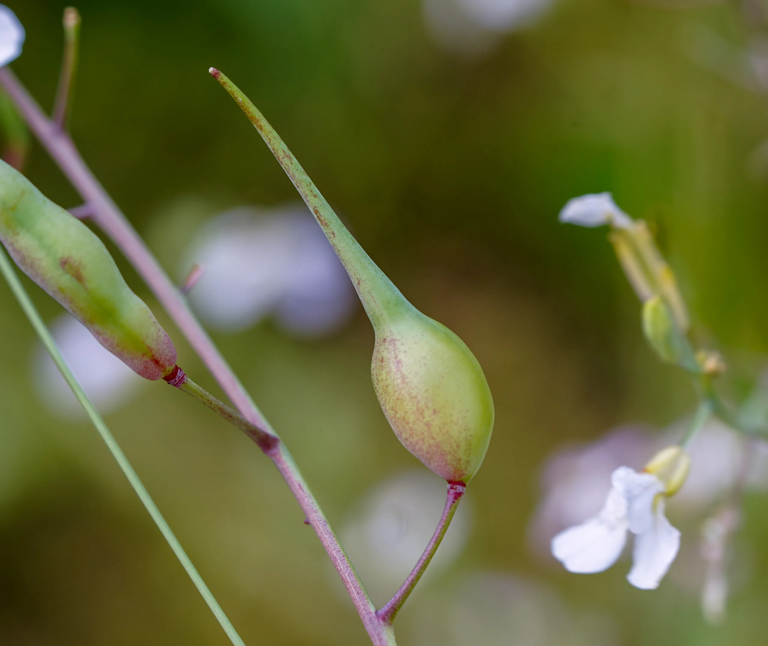 Raphanus raphanistrum subsp. sativus