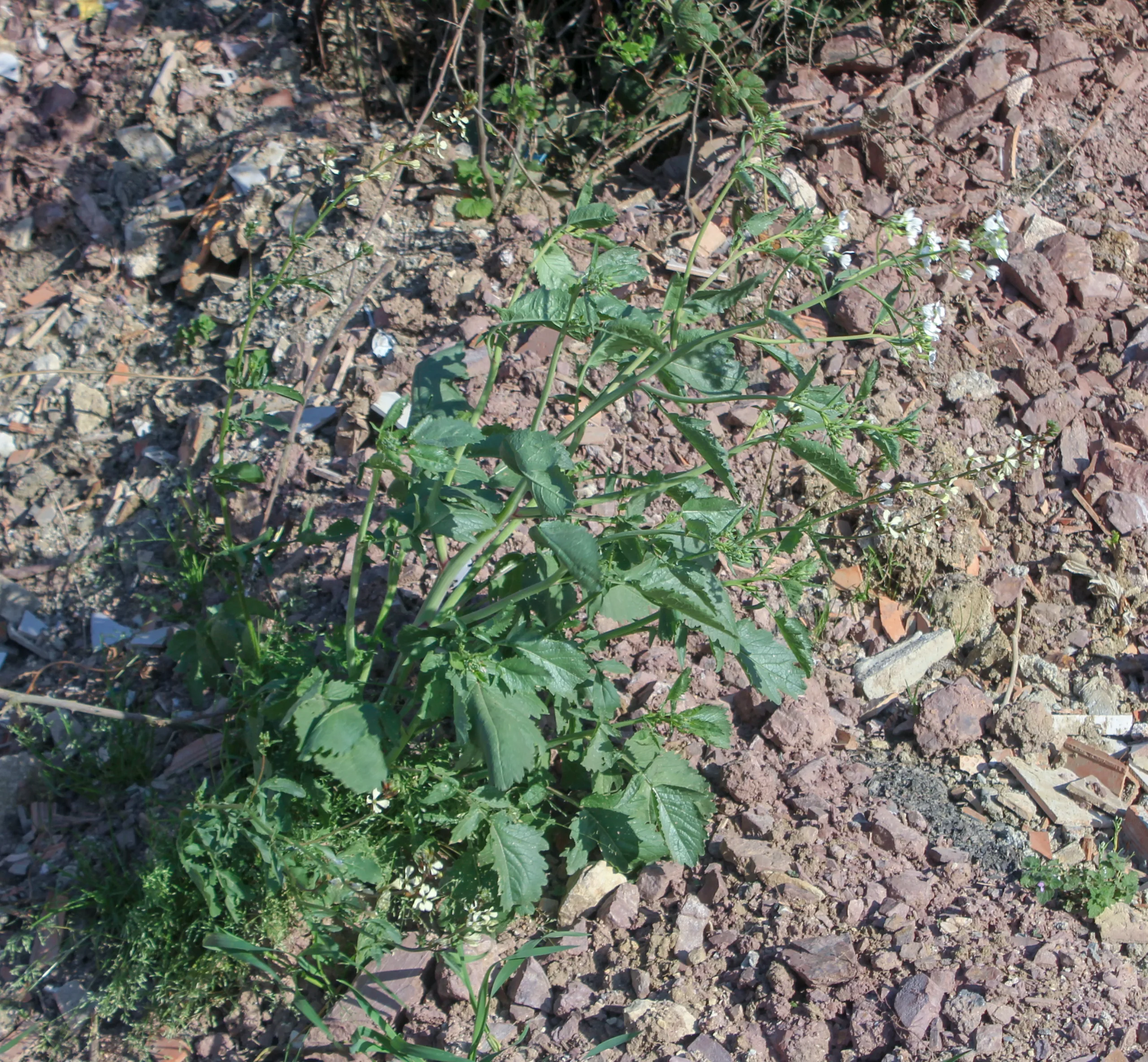 Raphanus raphanistrum subsp. sativus