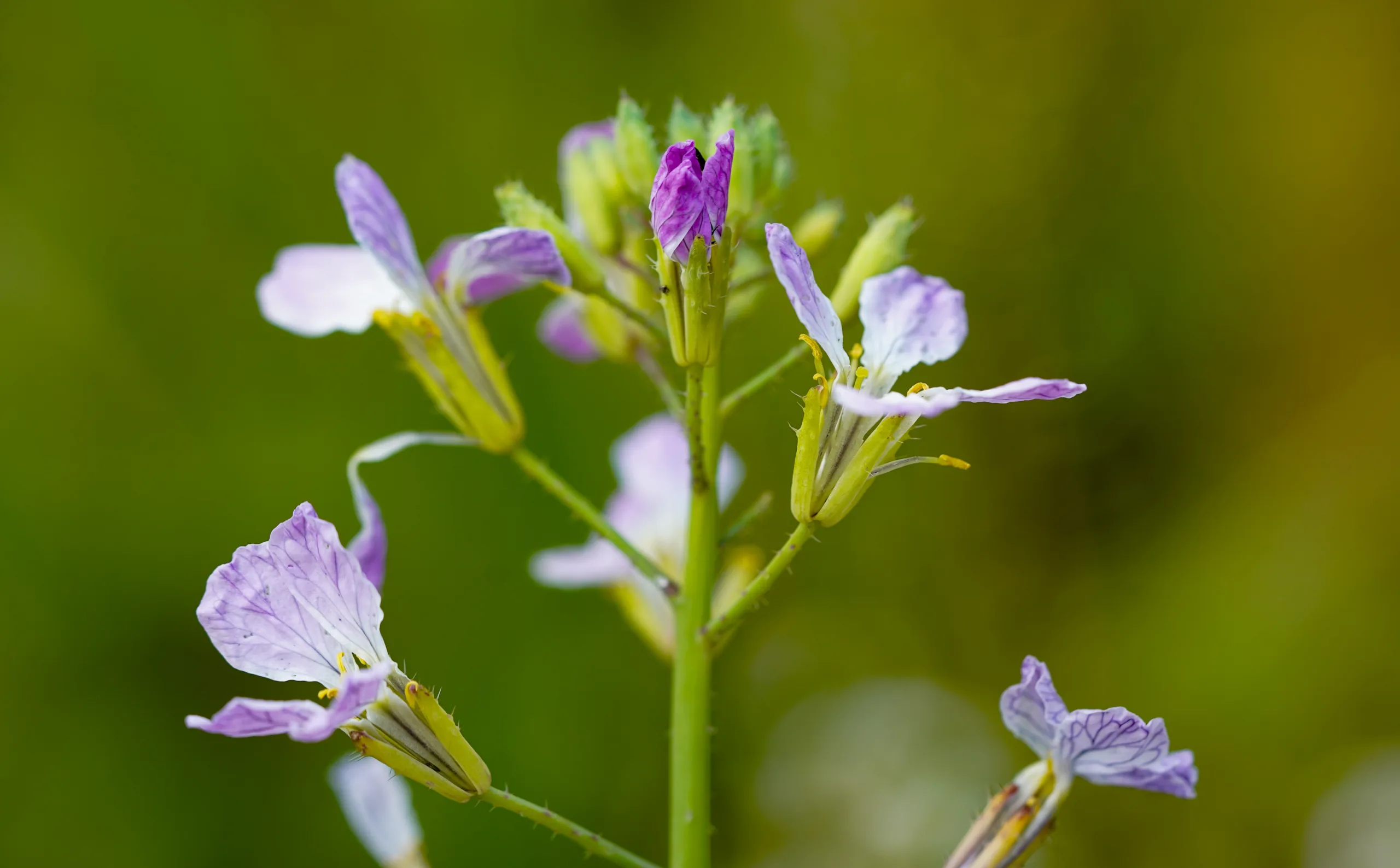 Raphanus raphanistrum subsp. sativus