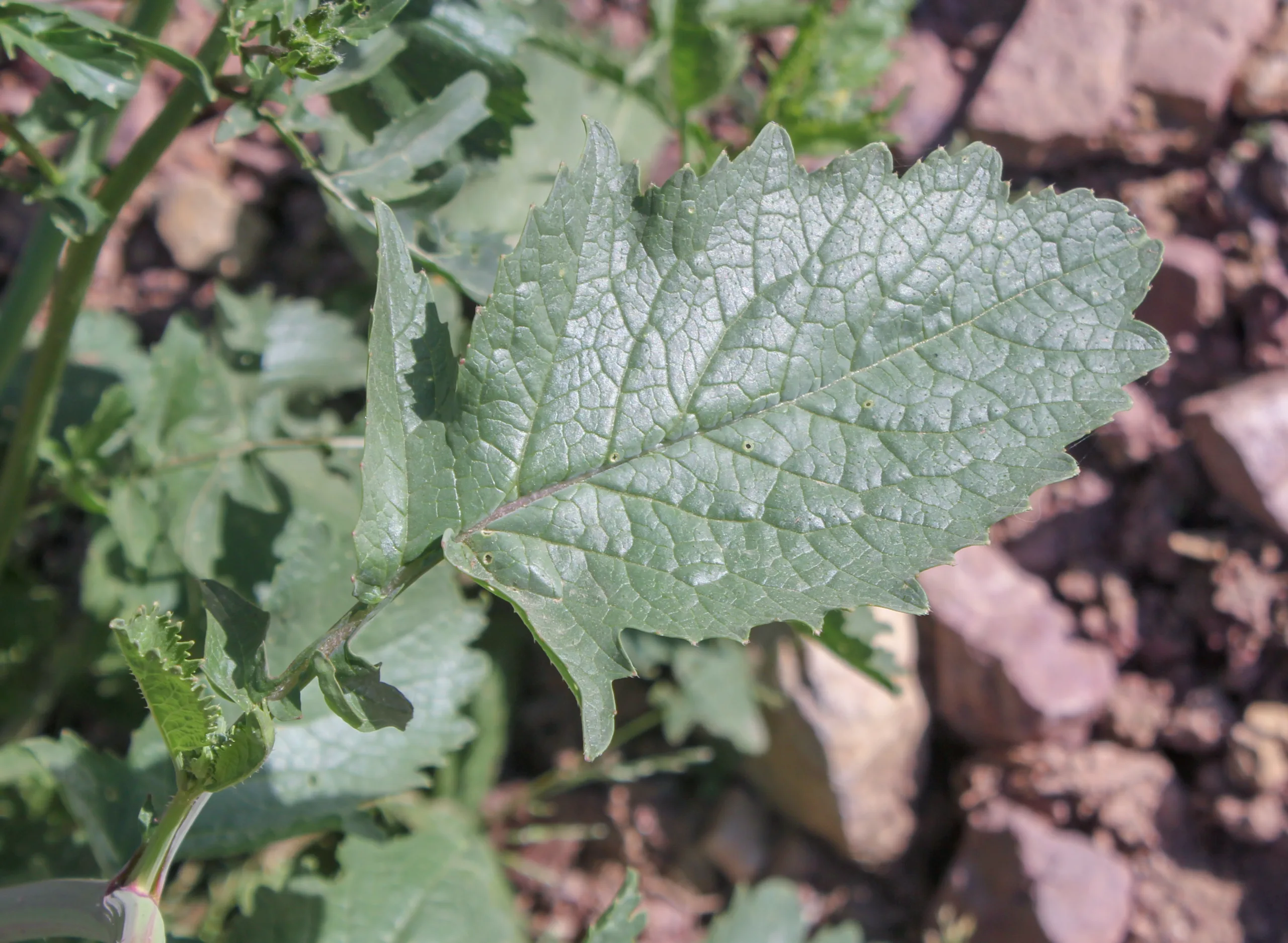 Raphanus raphanistrum subsp. sativus