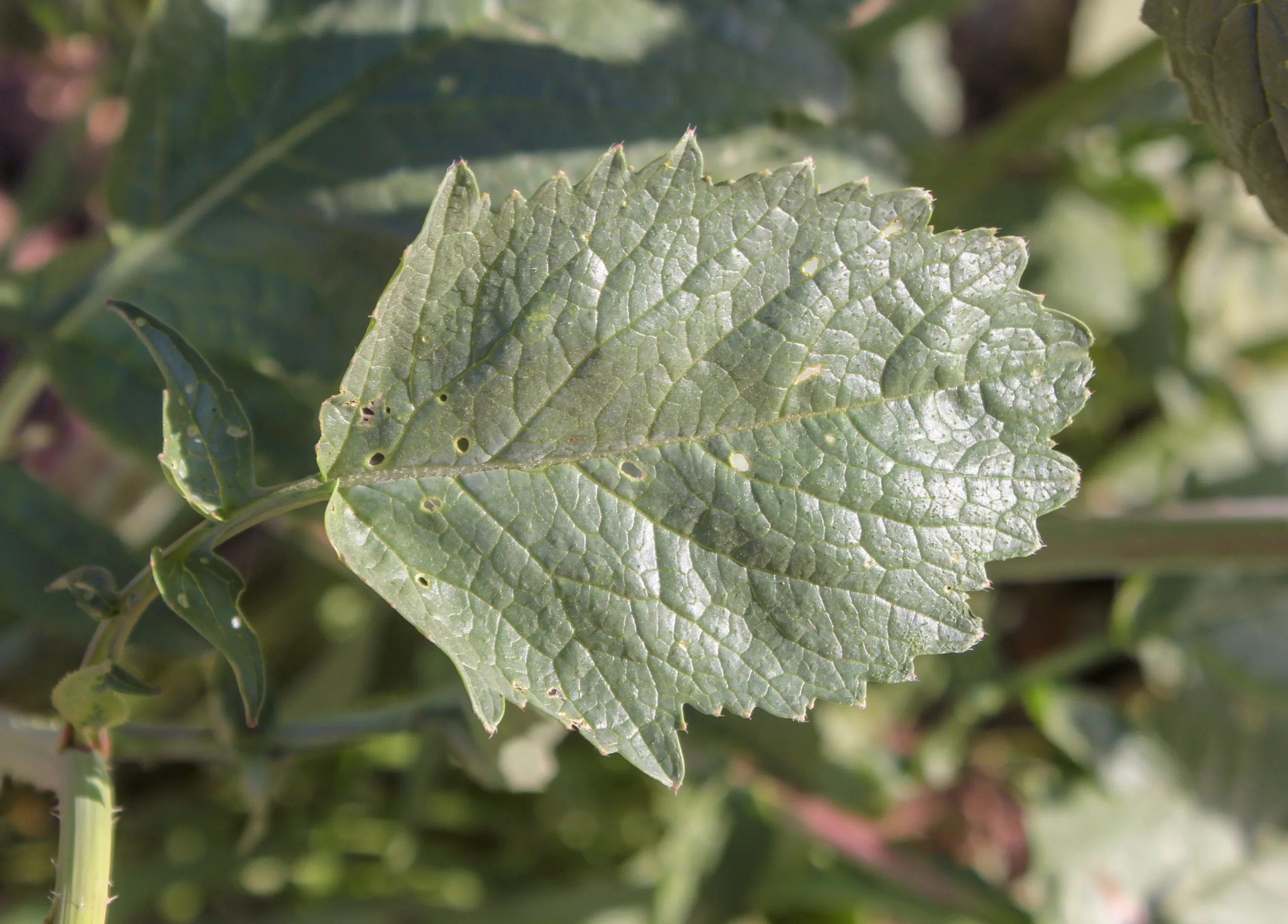 Raphanus raphanistrum subsp. sativus