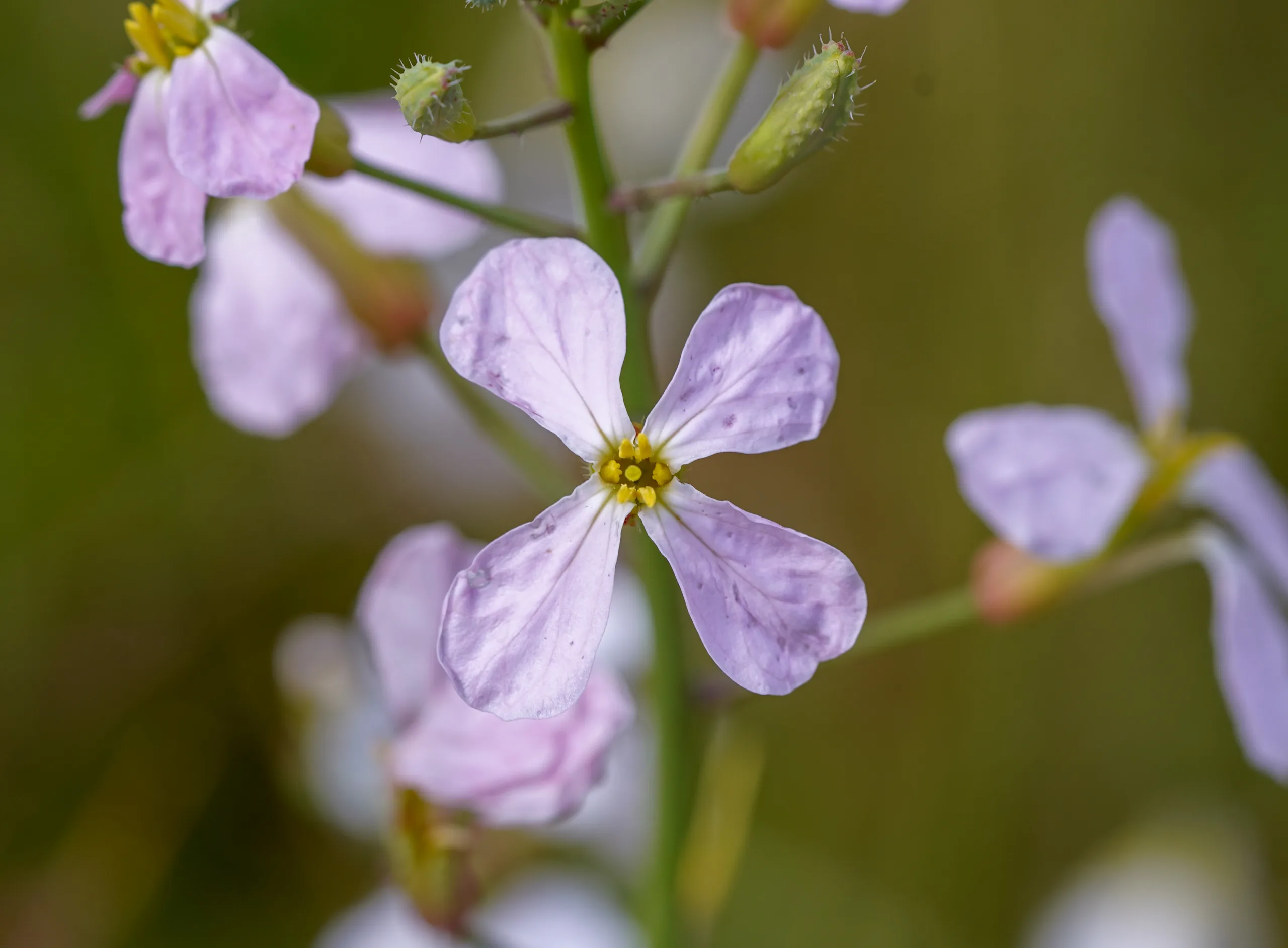 Raphanus raphanistrum subsp. sativus