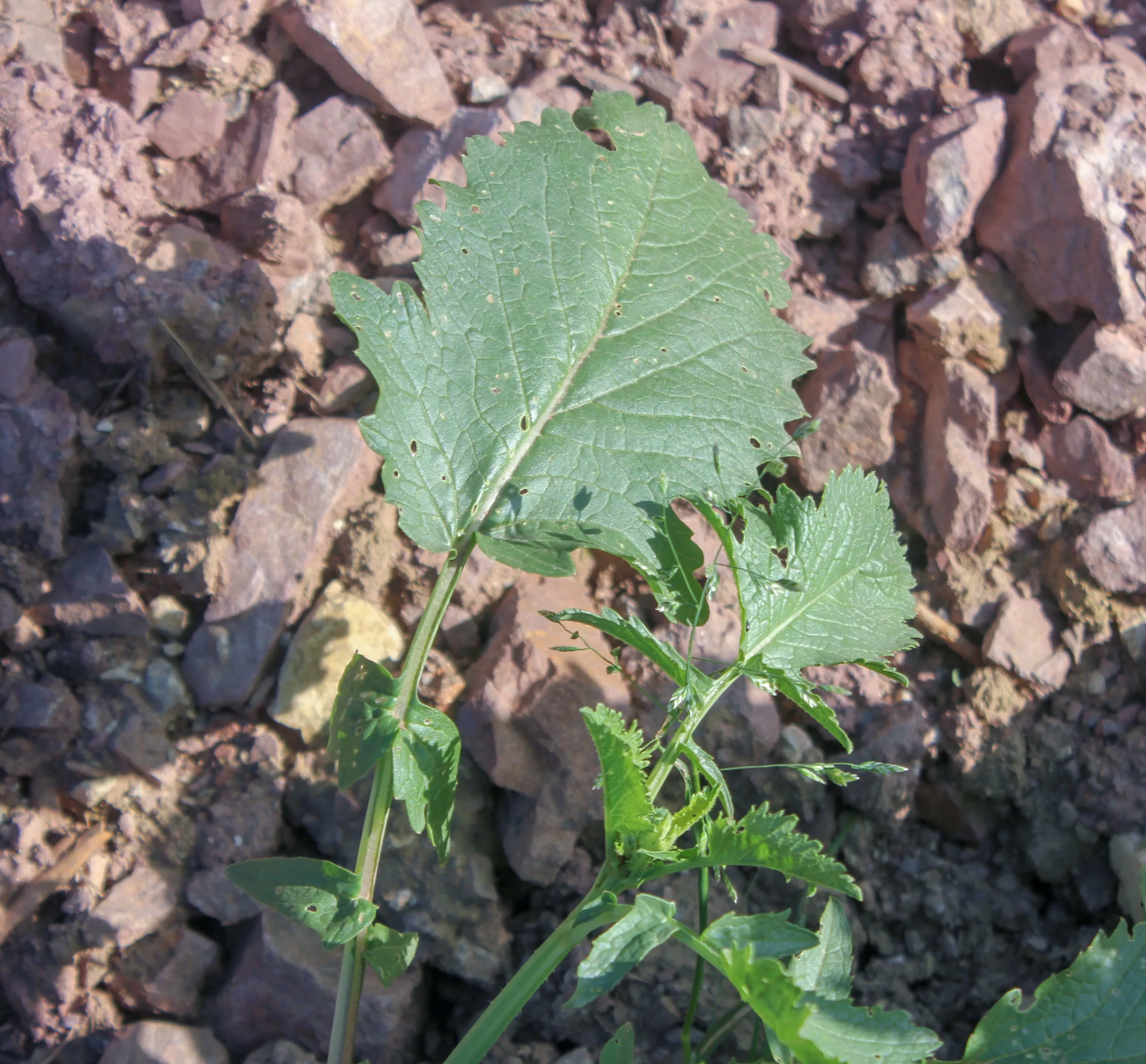 Raphanus raphanistrum subsp. sativus