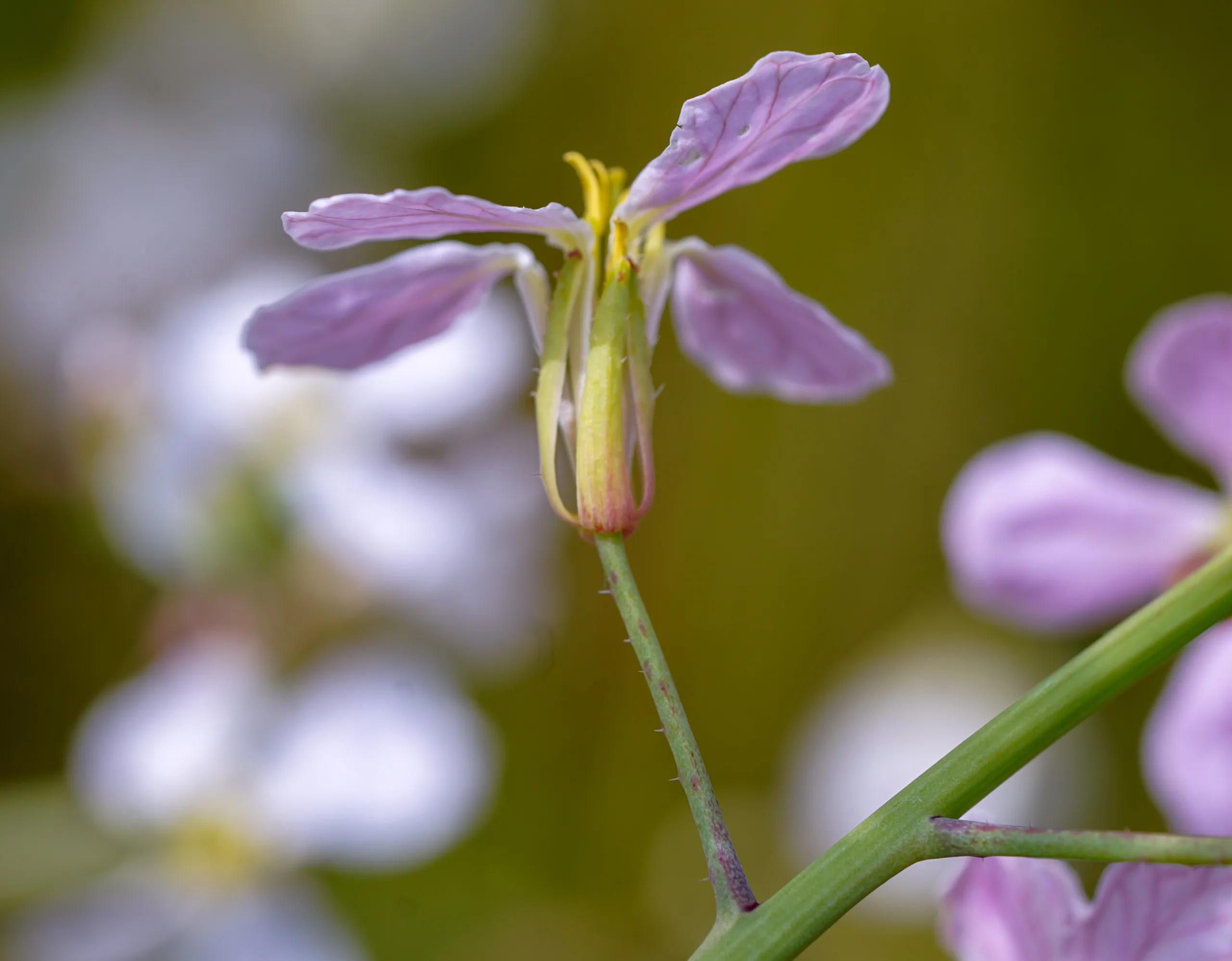 Raphanus raphanistrum subsp. sativus