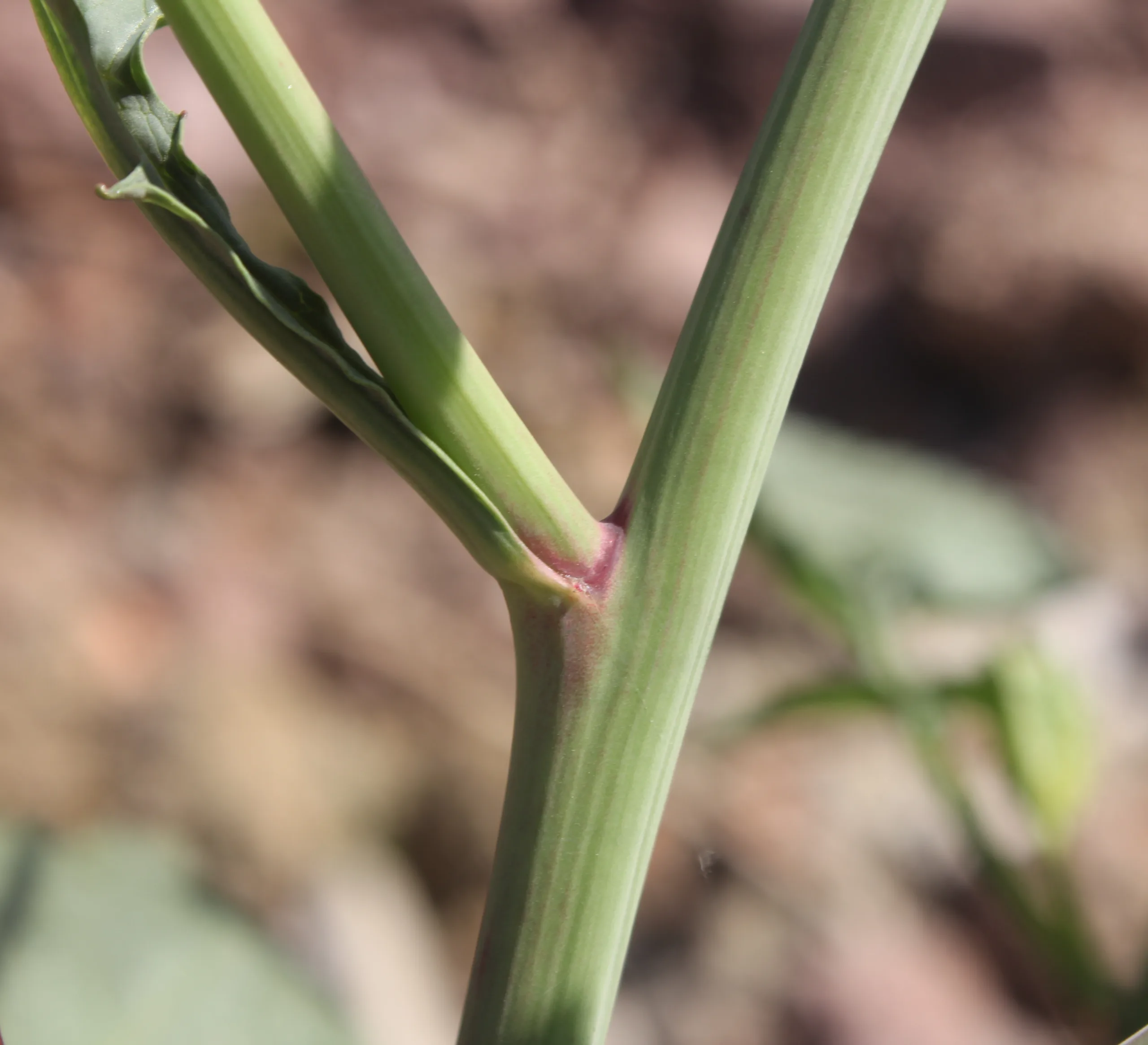 Raphanus raphanistrum subsp. sativus