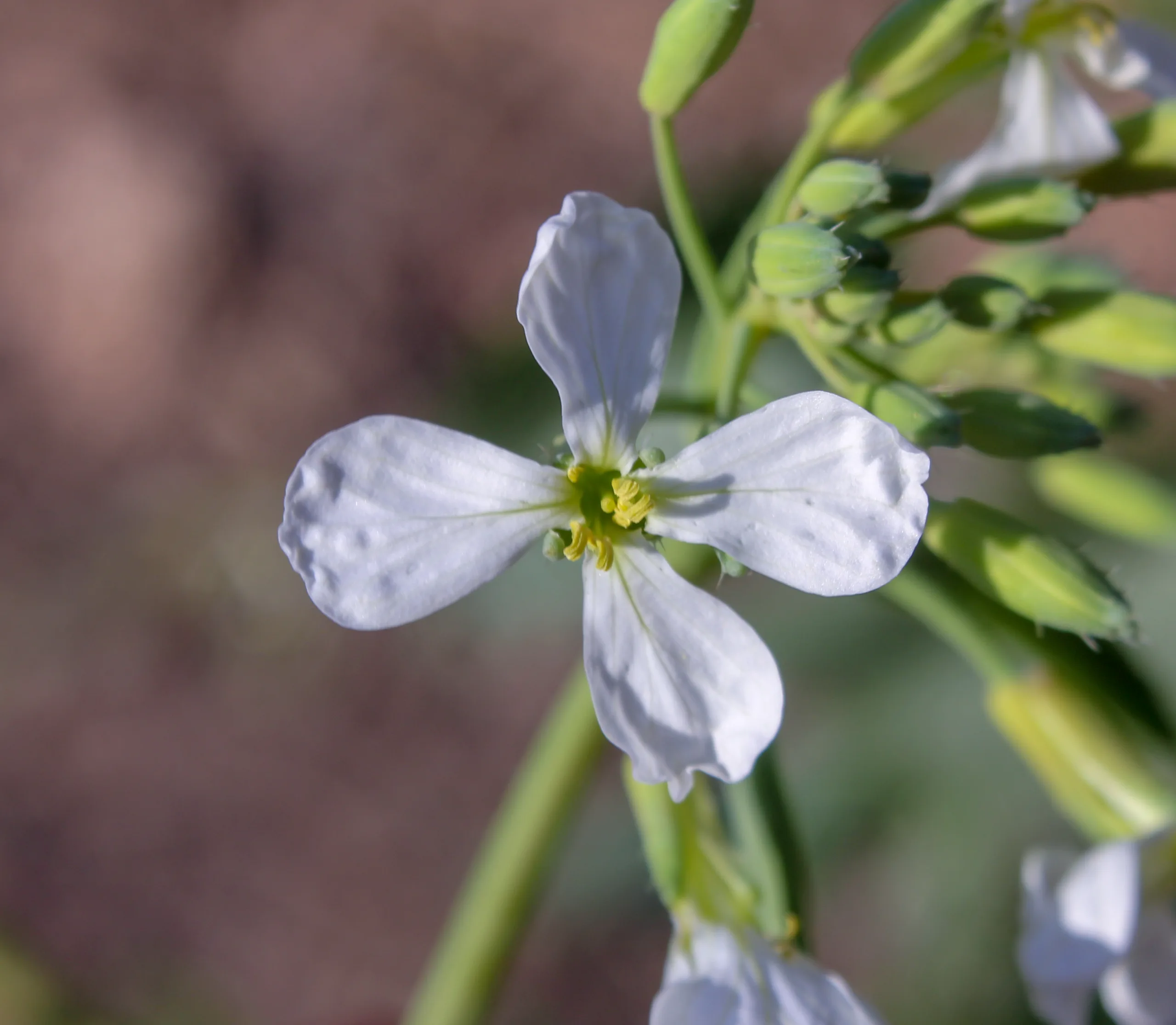 Raphanus raphanistrum subsp. sativus