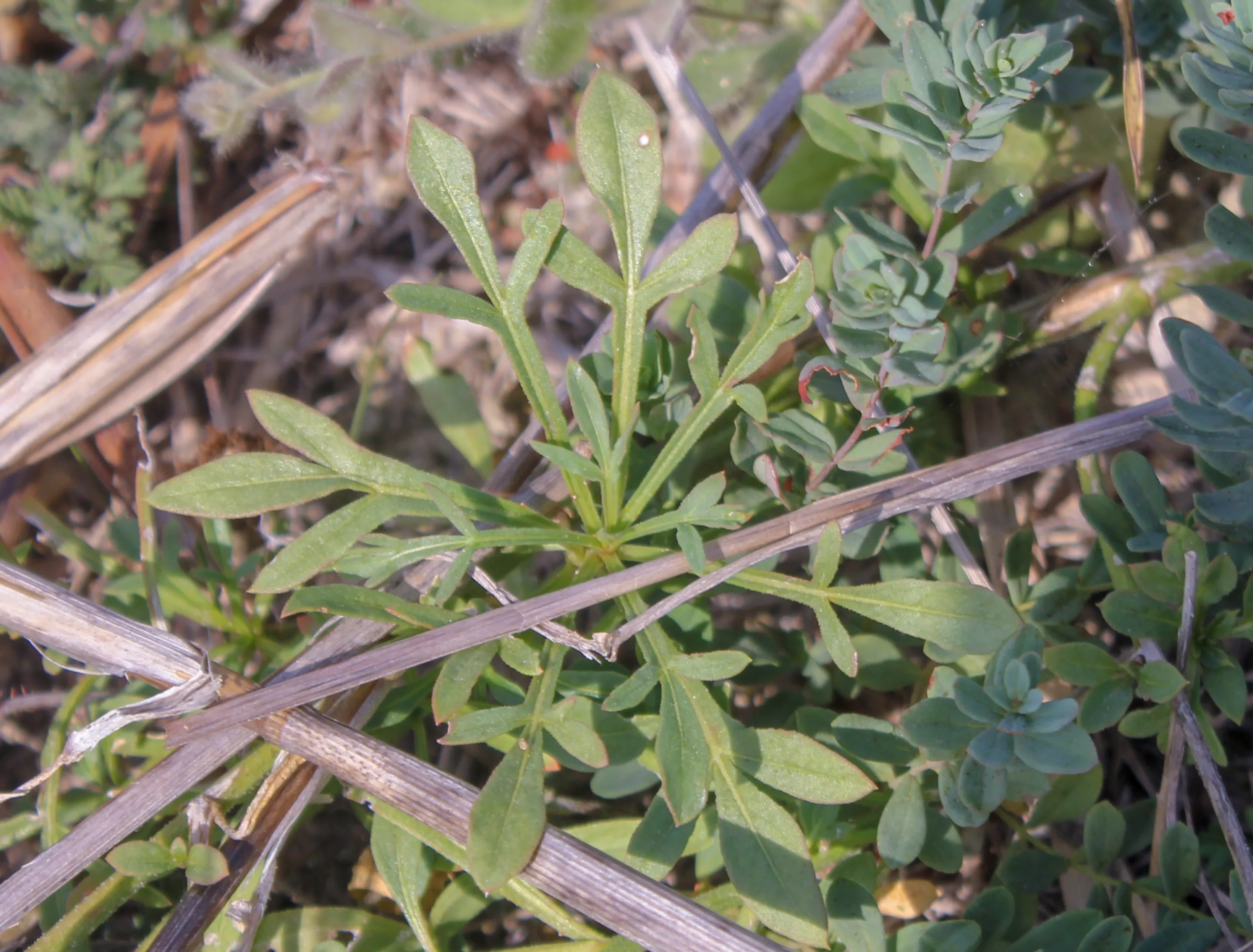 Reseda lutea