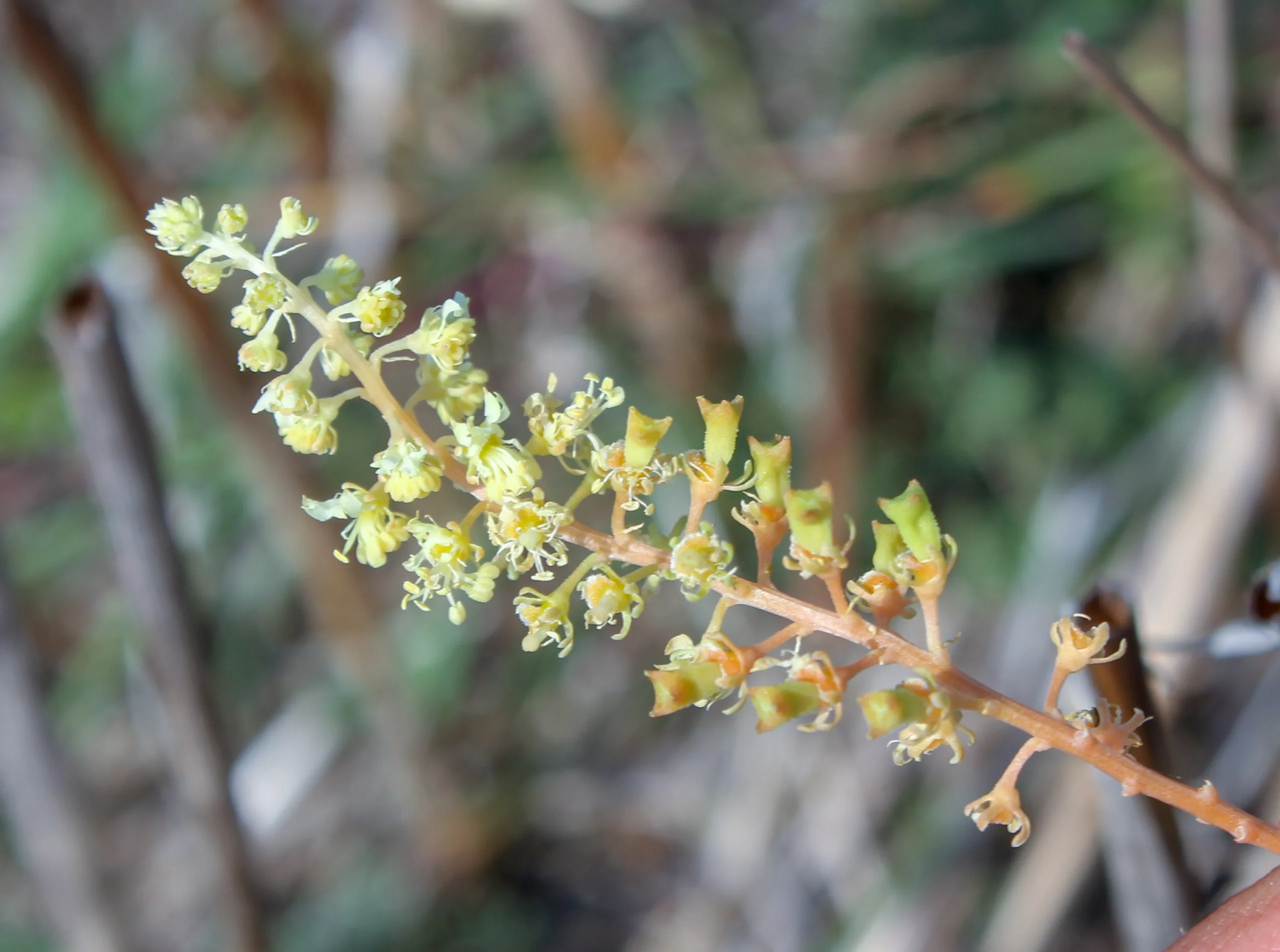 Reseda lutea