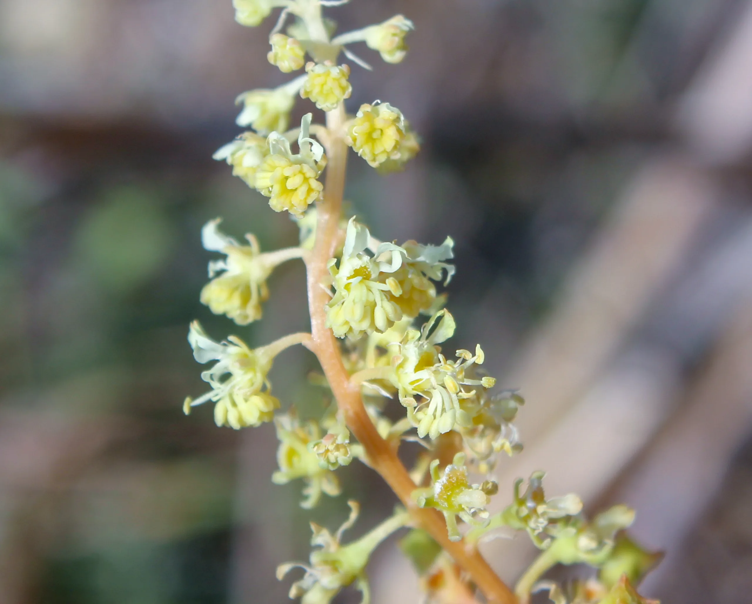 Reseda lutea