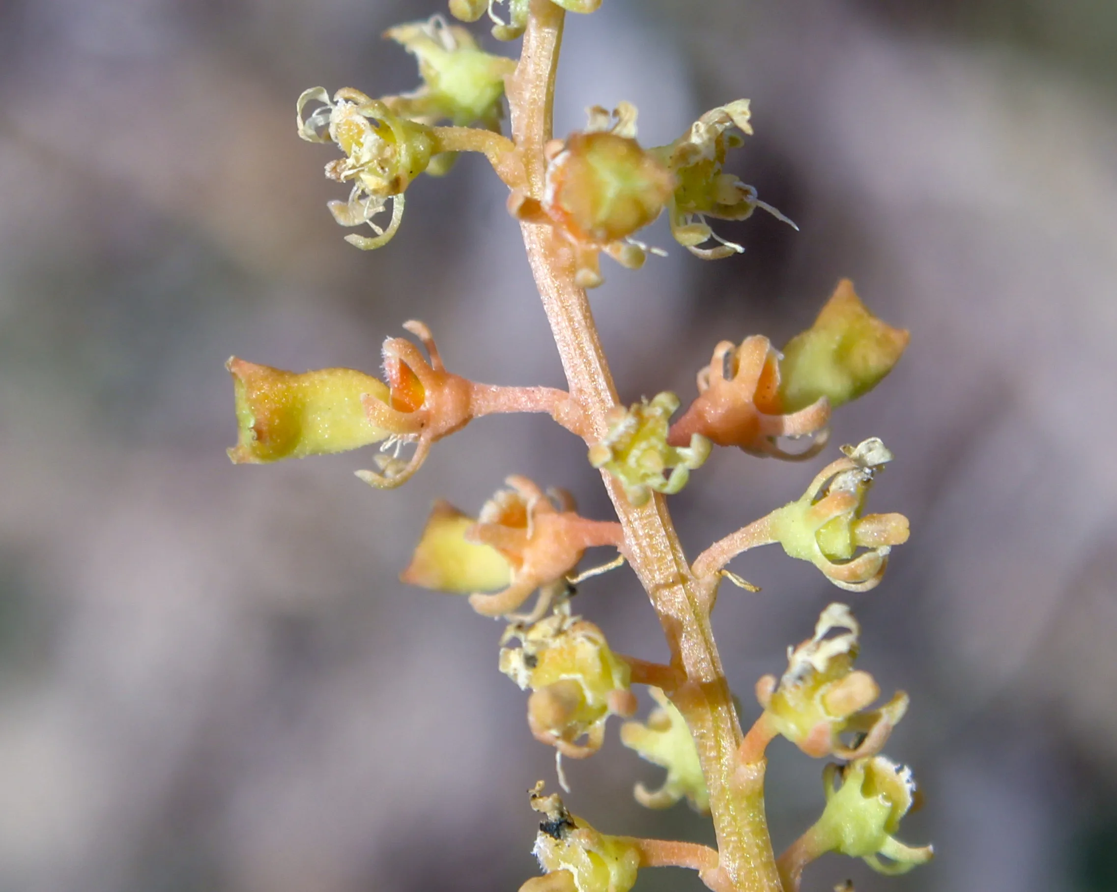 Reseda lutea