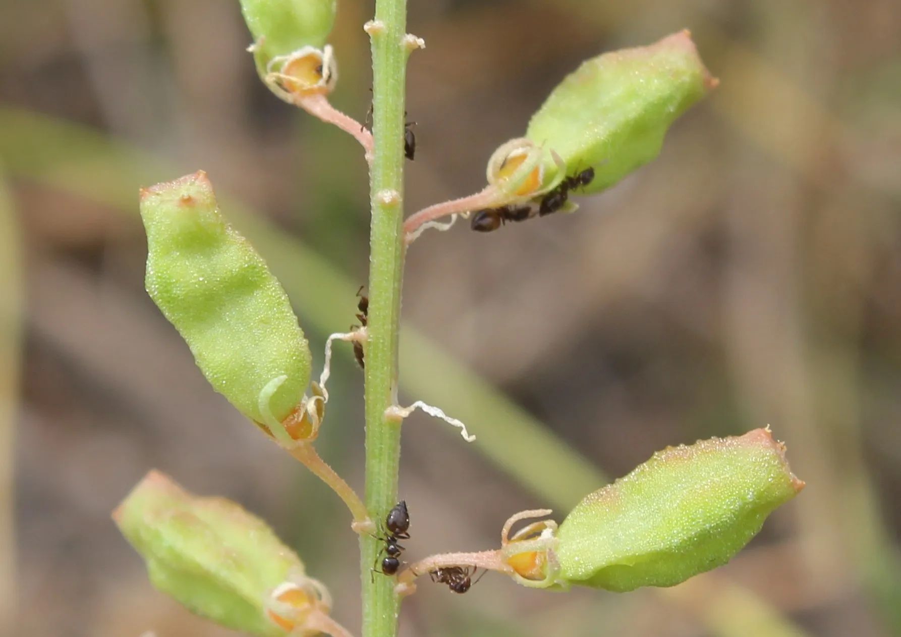 Reseda lutea