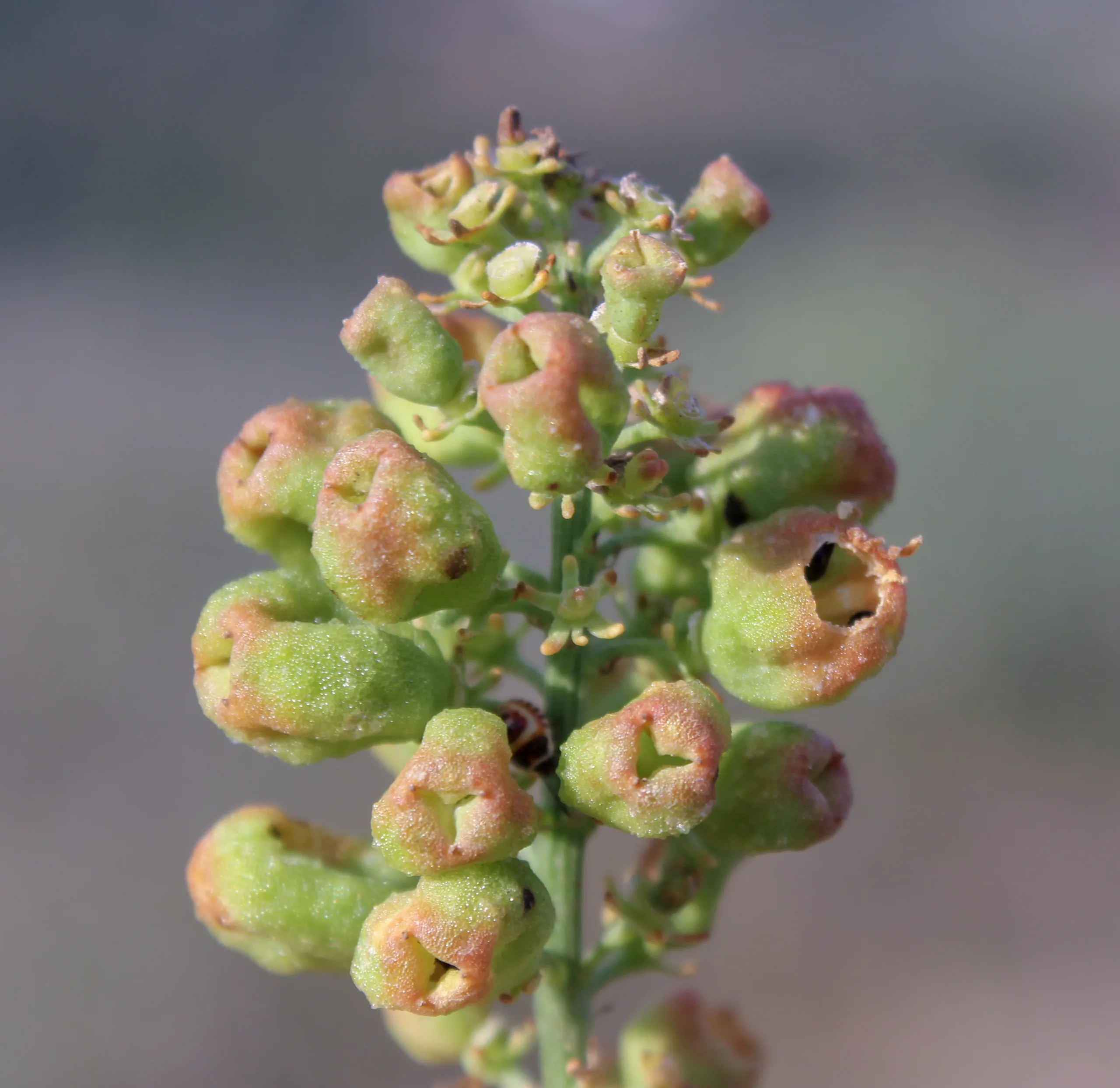 Reseda lutea