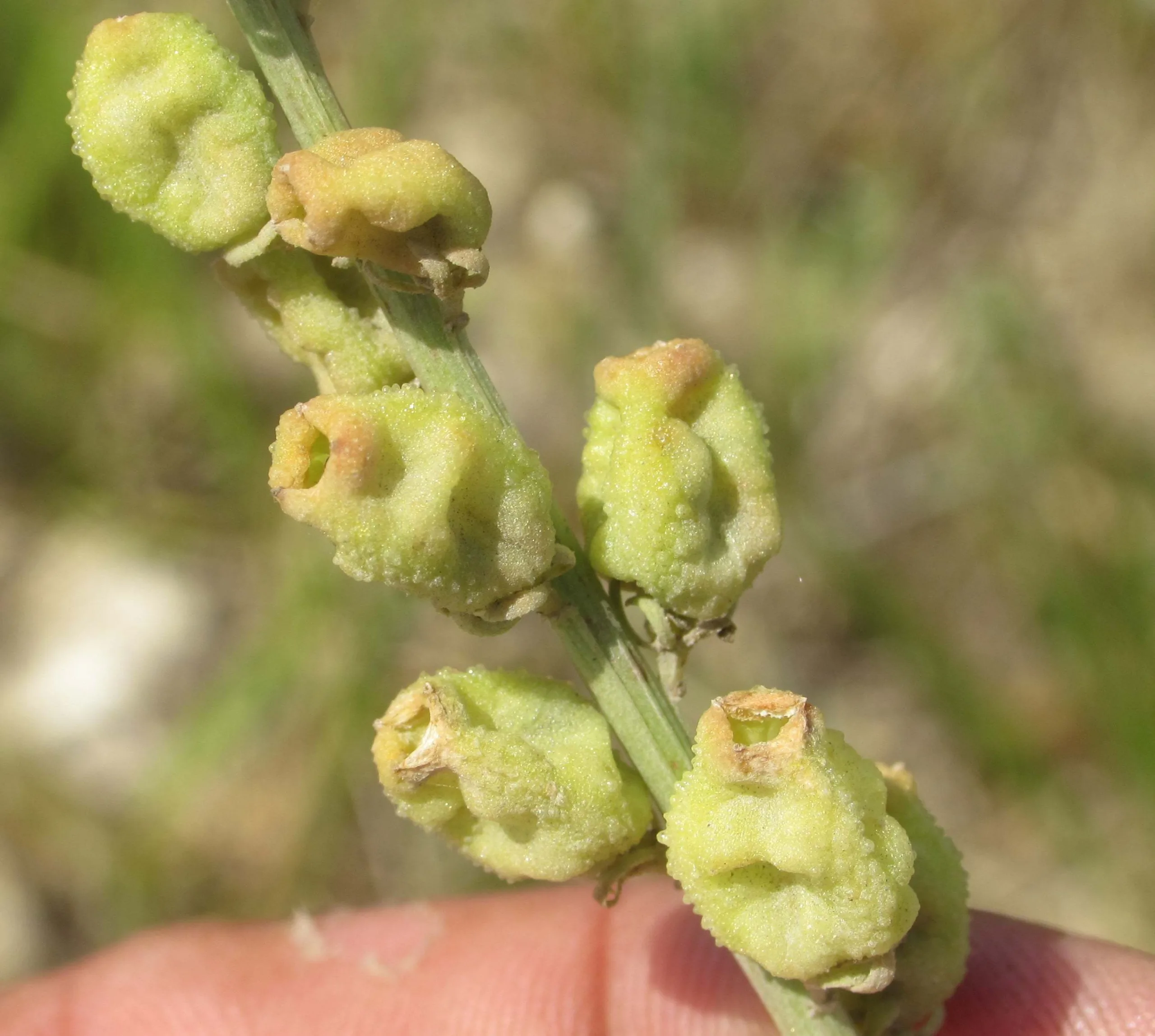 Reseda lutea