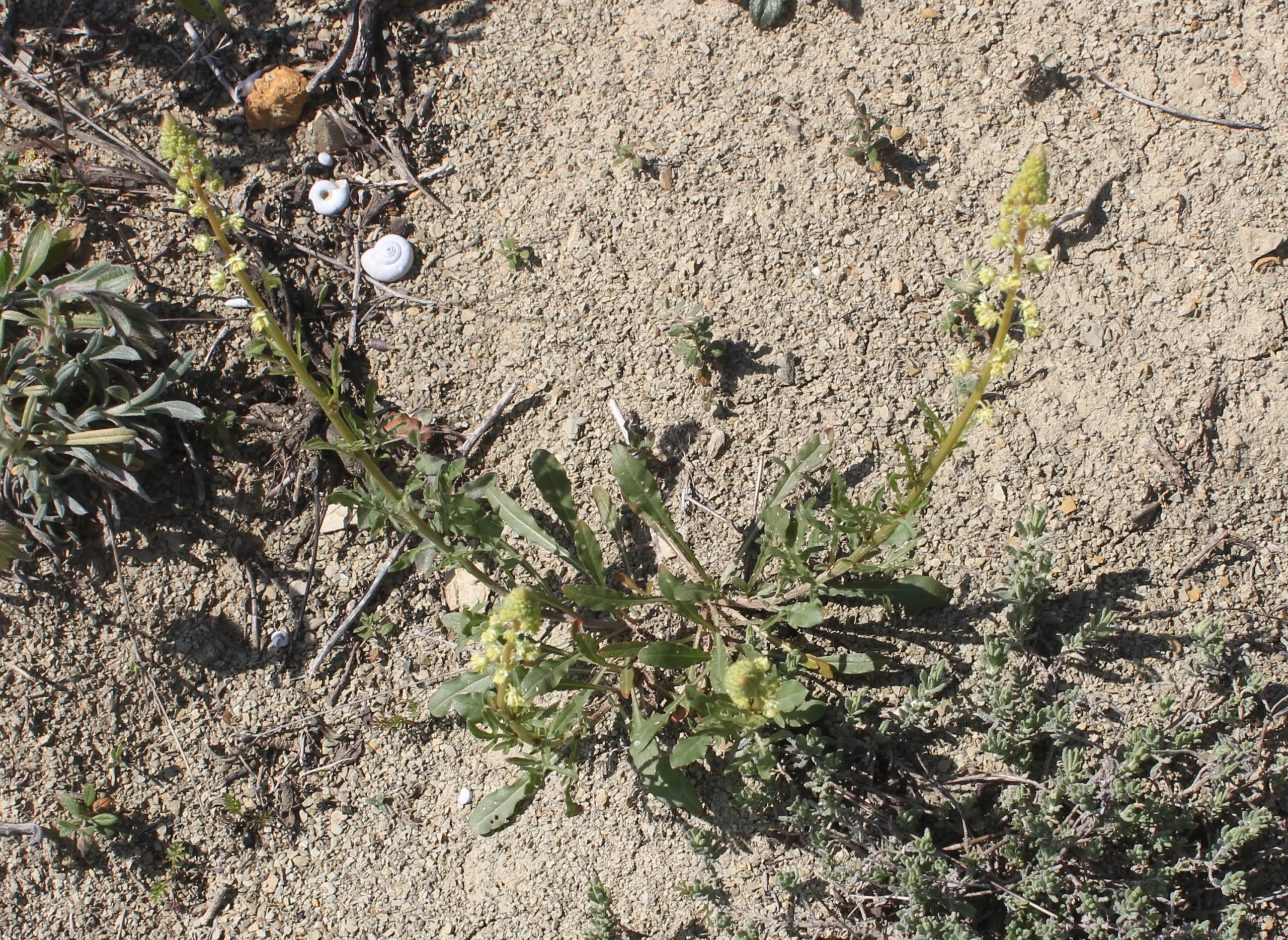 Reseda lutea