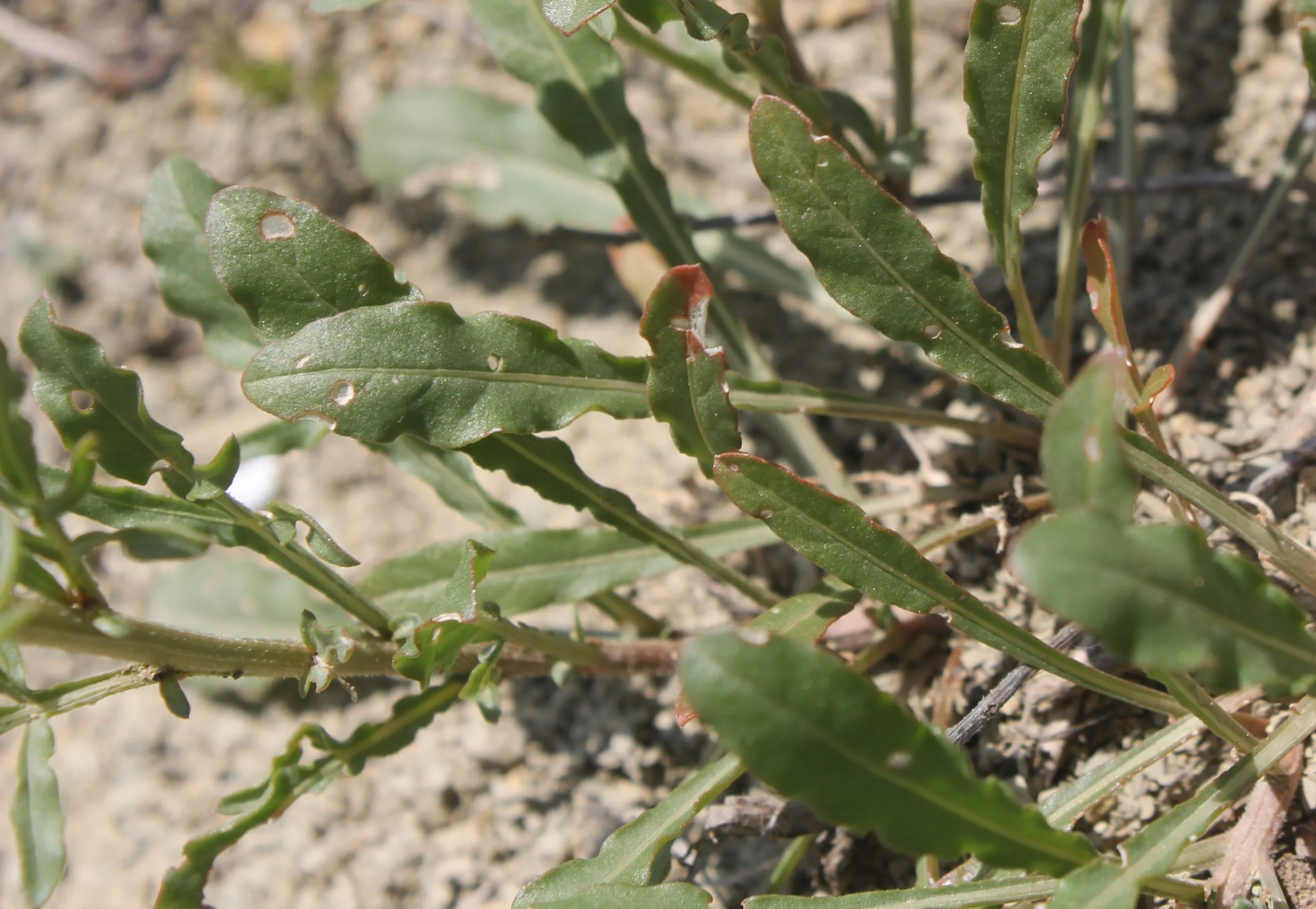 Reseda lutea