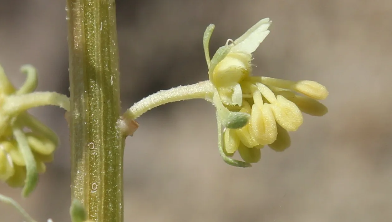 Reseda lutea