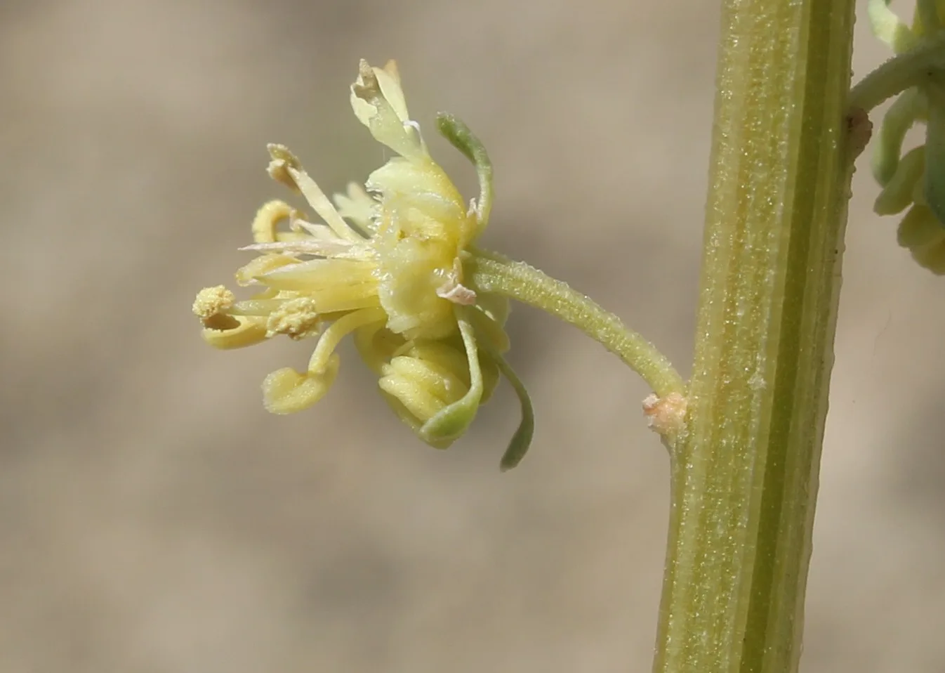 Reseda lutea
