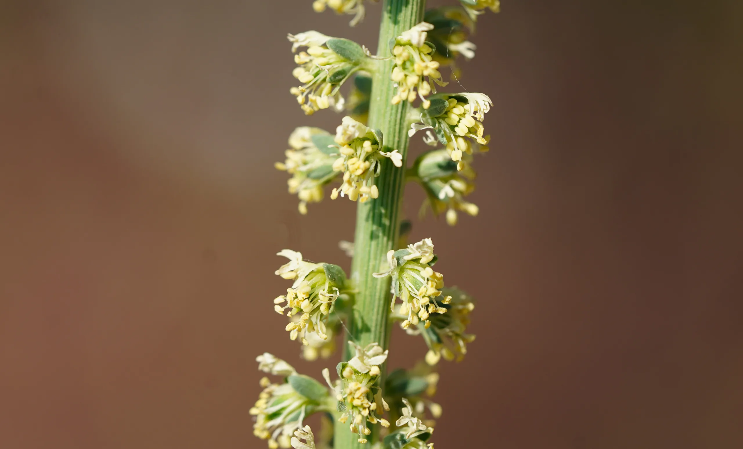 Reseda luteola (Eşekçitlimi)