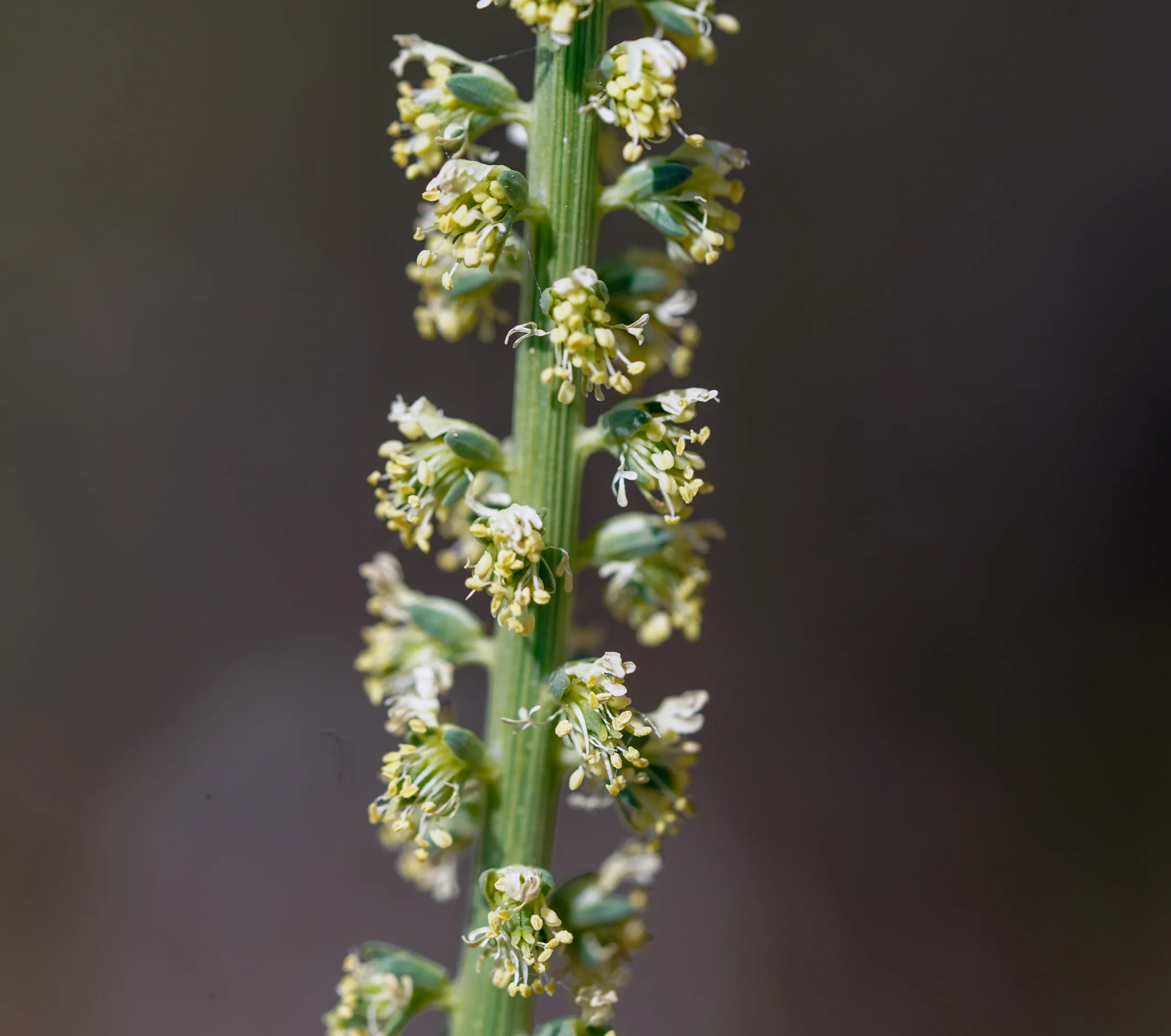 Reseda luteola