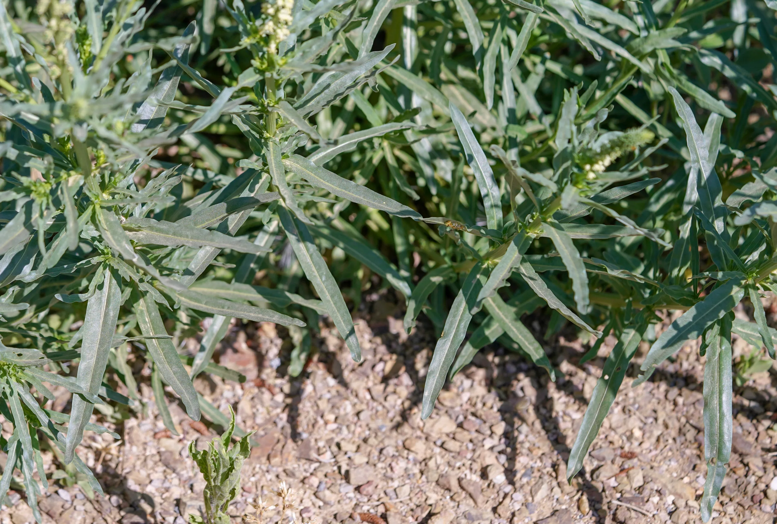 Reseda luteola