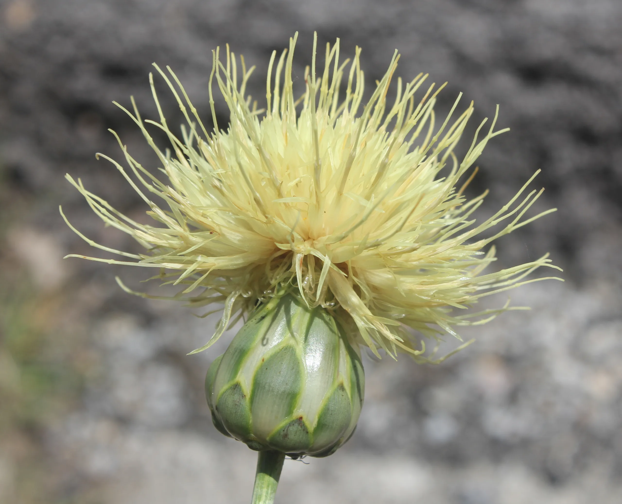 Rhaponticoides (Tülüşah)