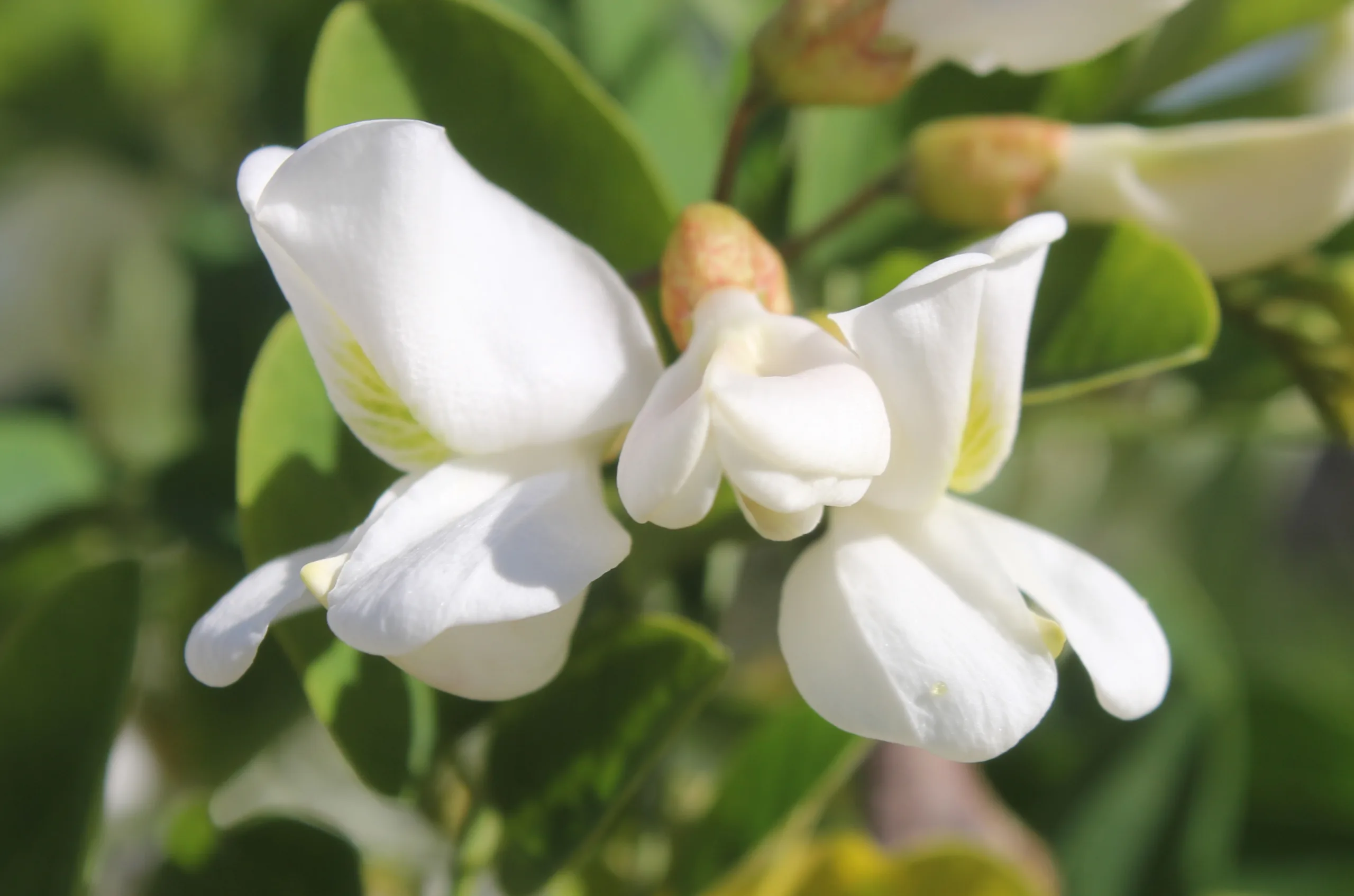 Robinia pseudoacacia