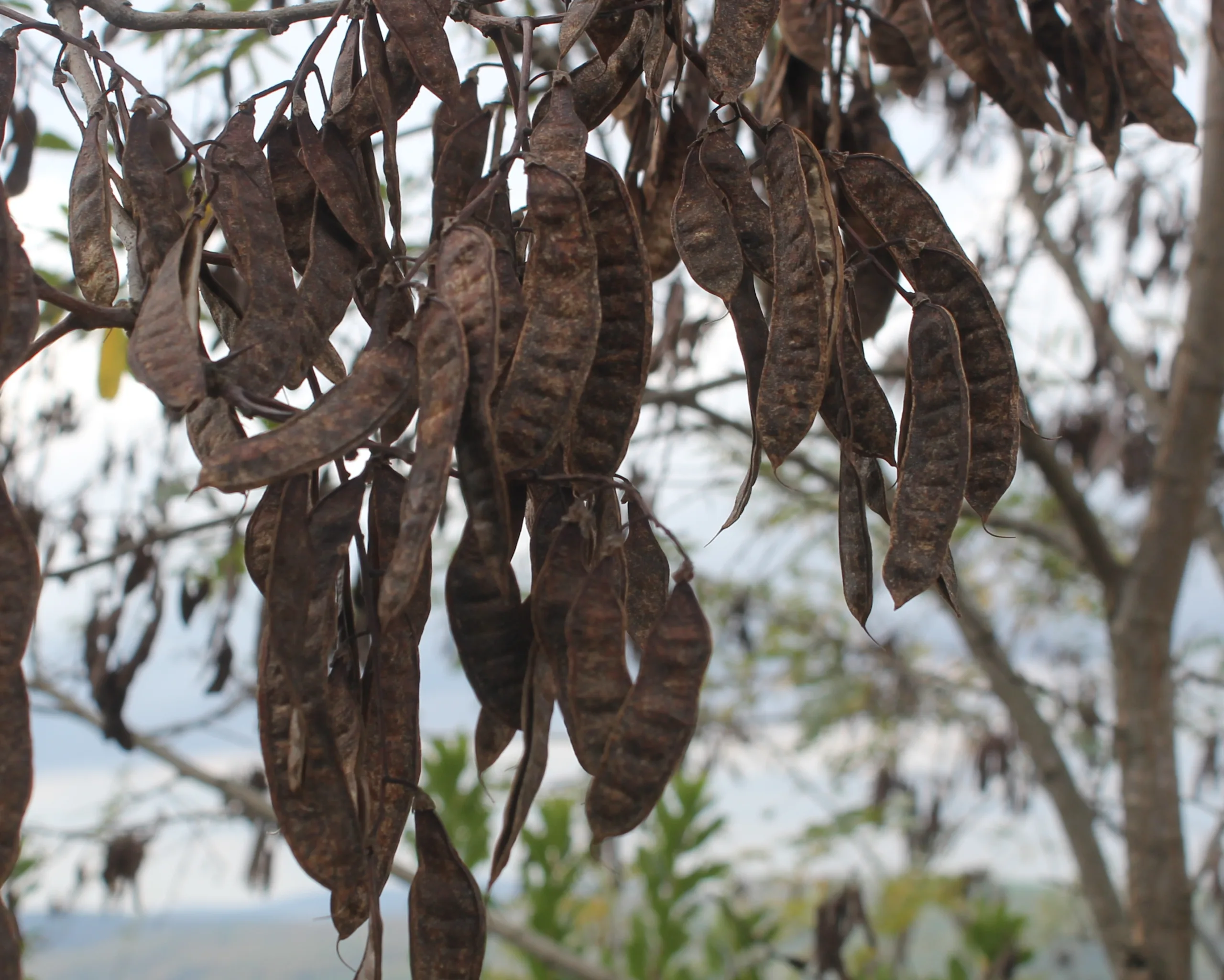 Robinia pseudoacacia