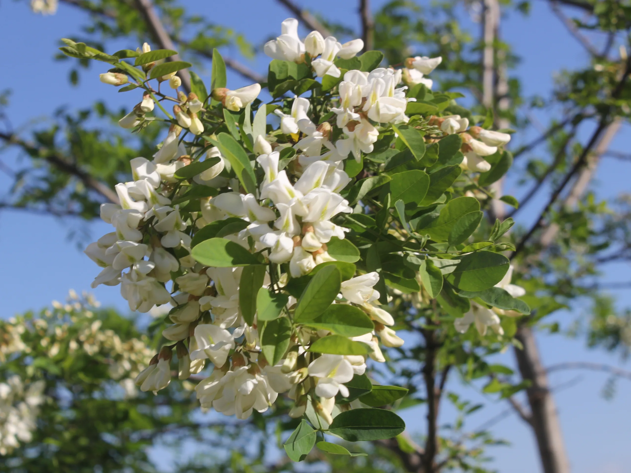 Robinia pseudoacacia