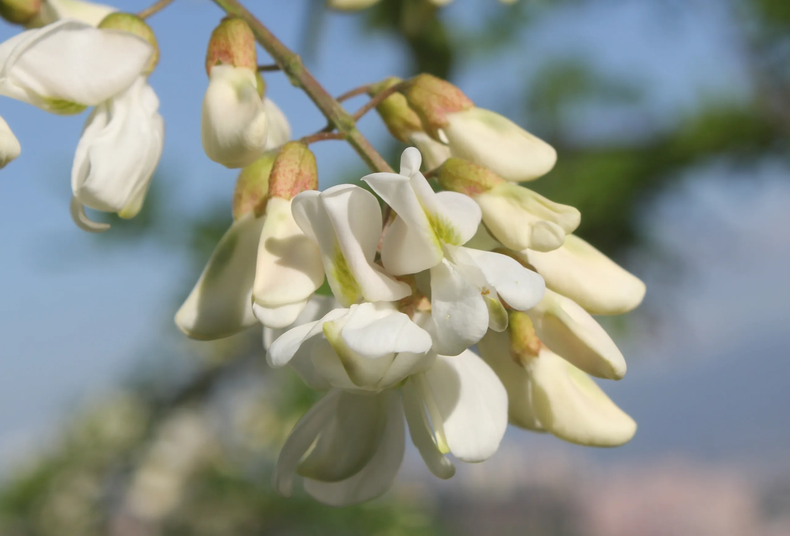 Robinia pseudoacacia