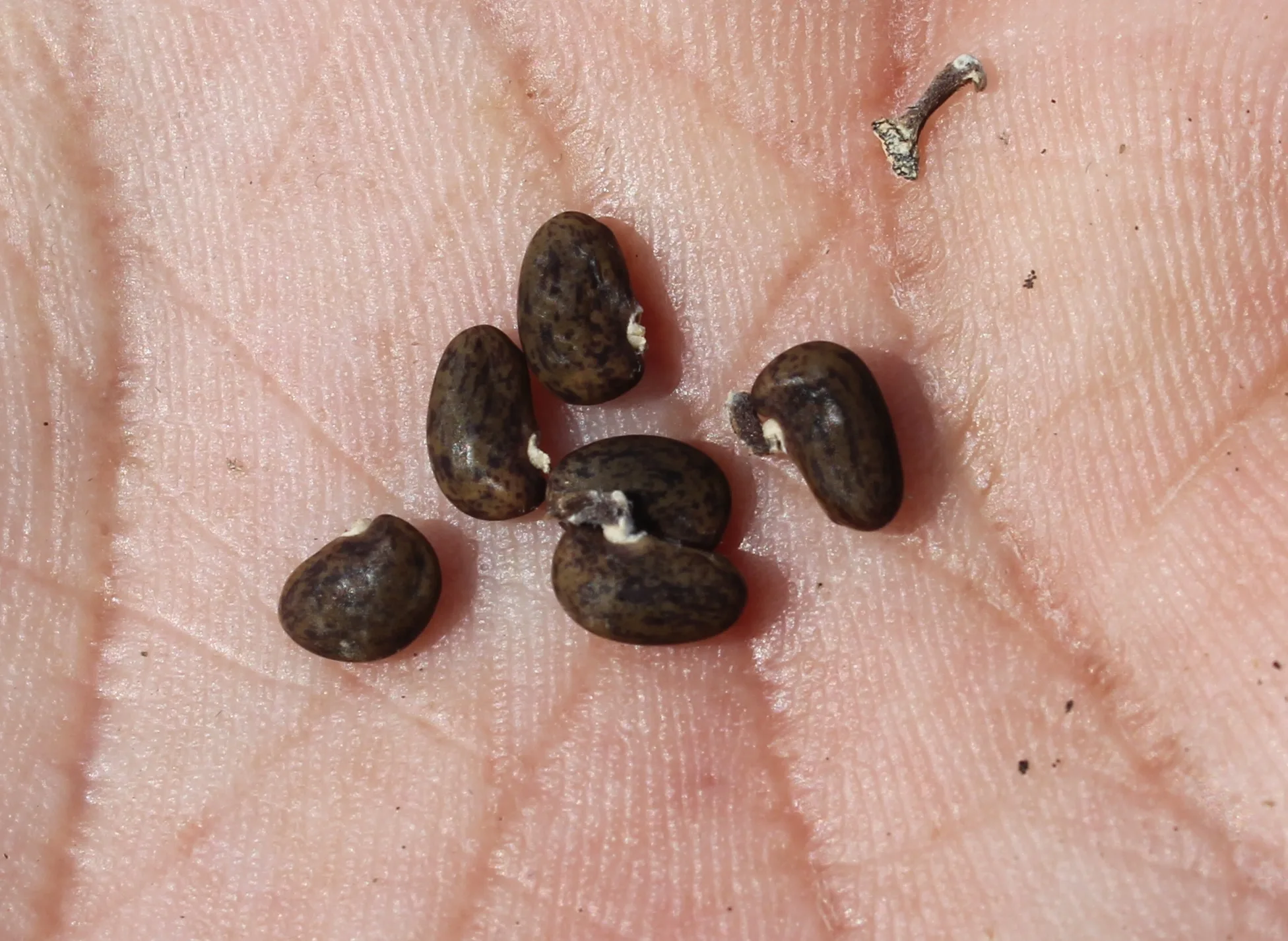 Robinia pseudoacacia