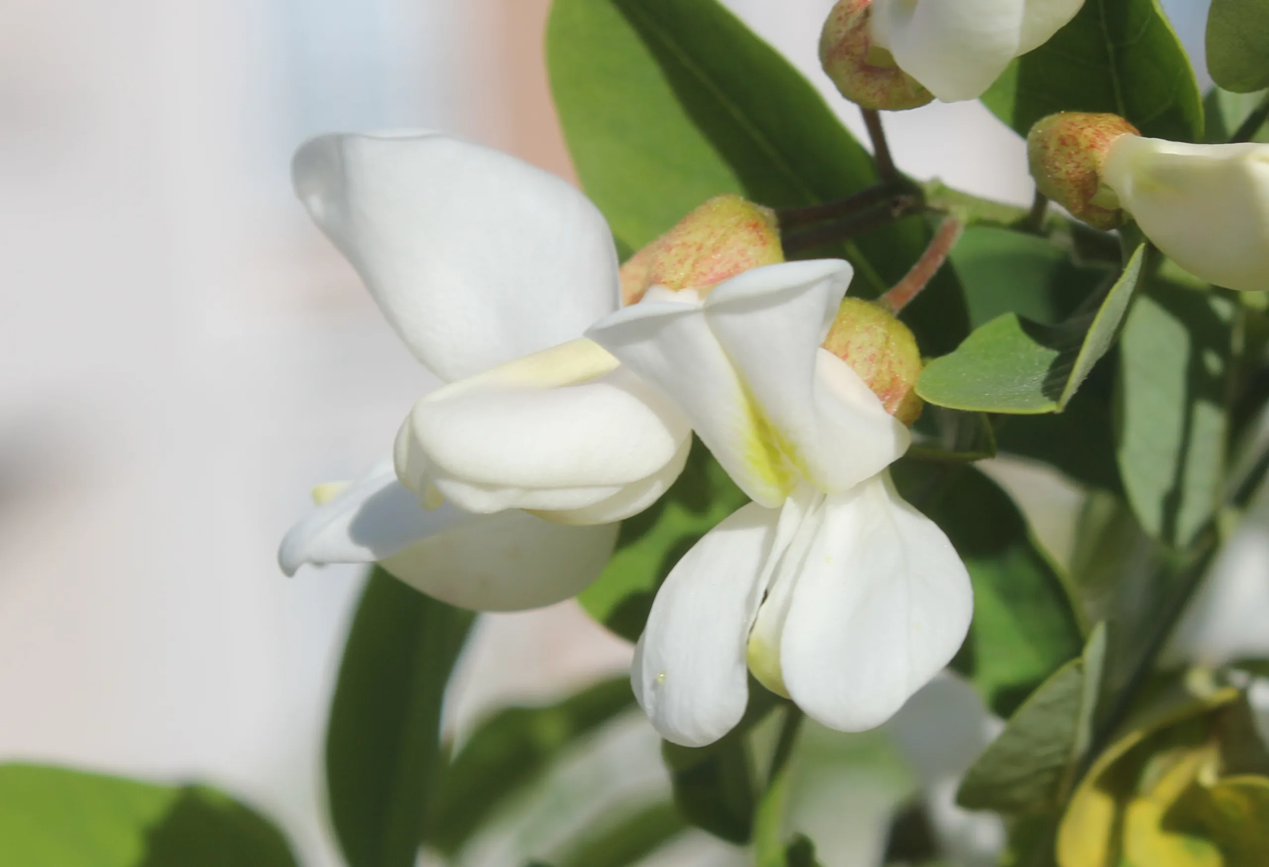 Robinia pseudoacacia