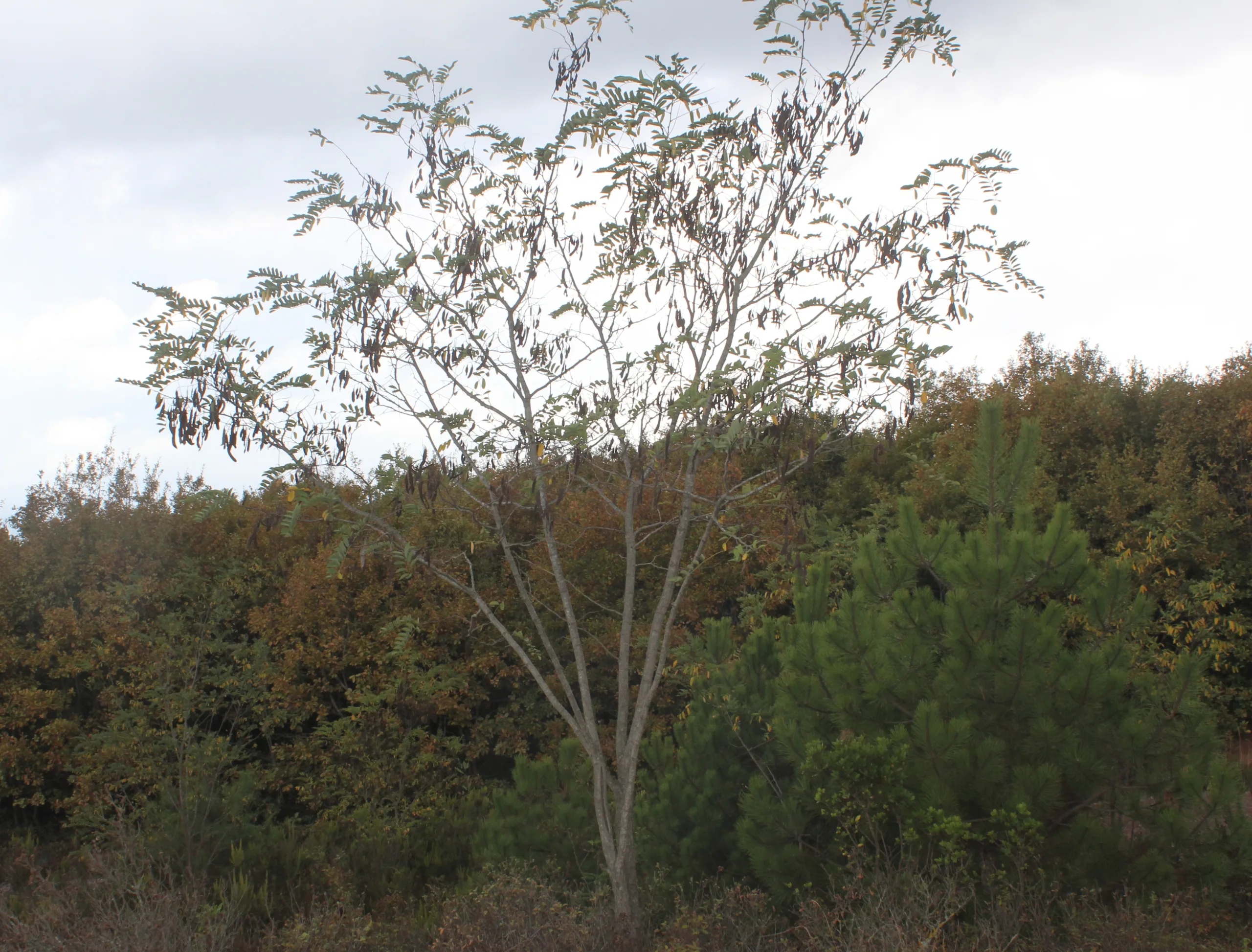 Robinia pseudoacacia