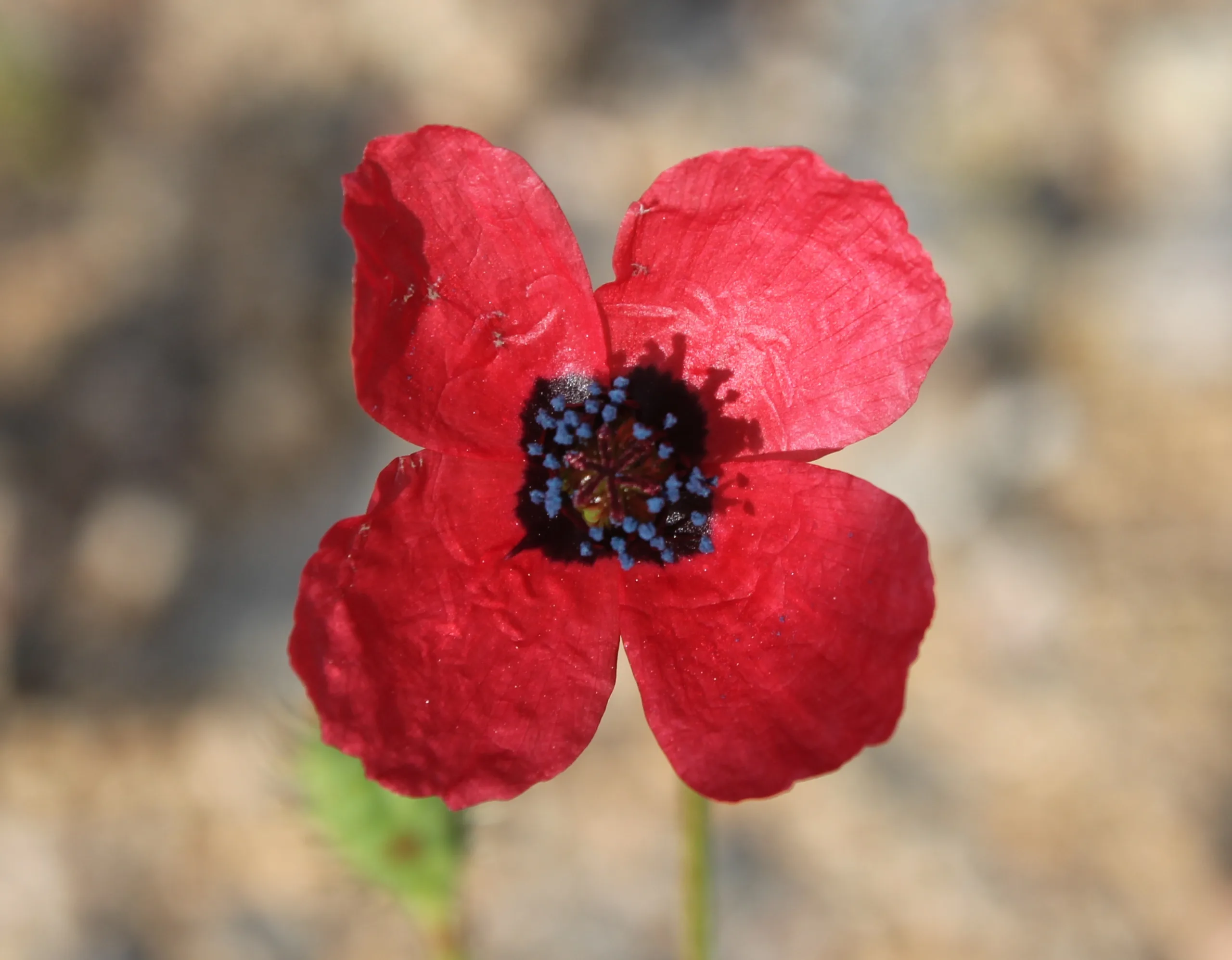 Roemeria (Cinhaşhaşı)