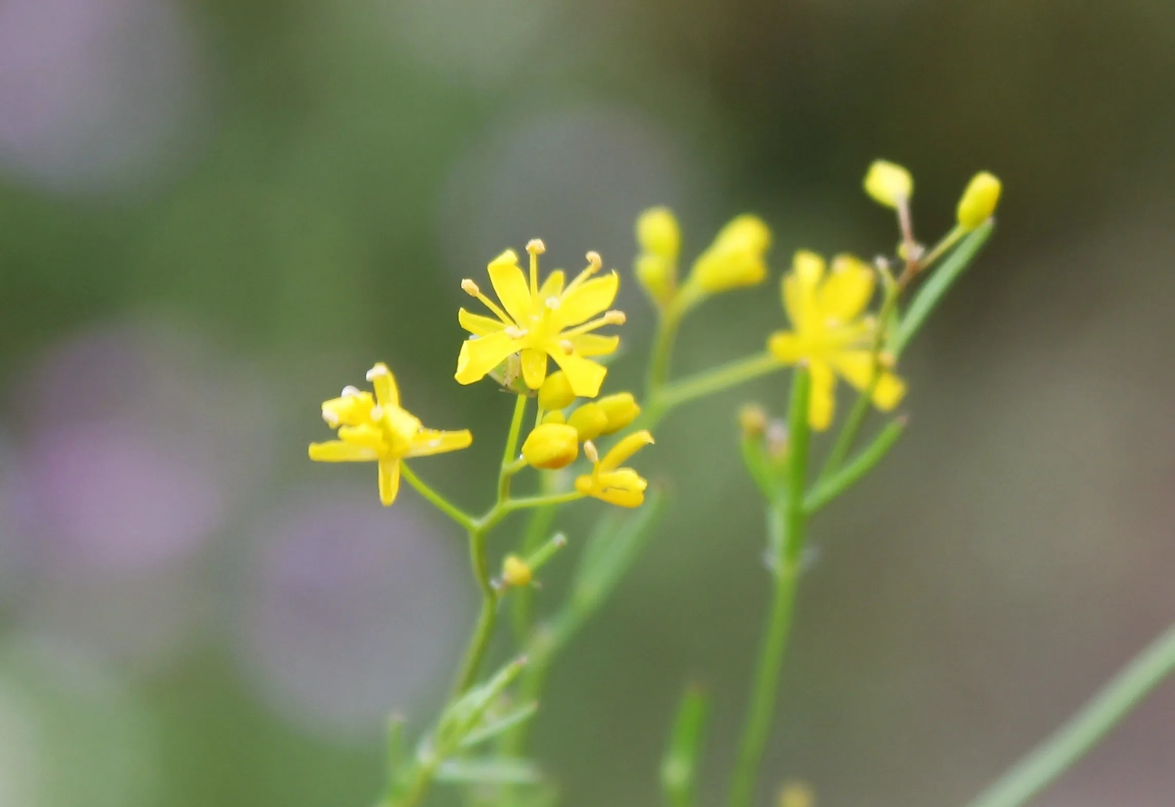 Rorippa thracica