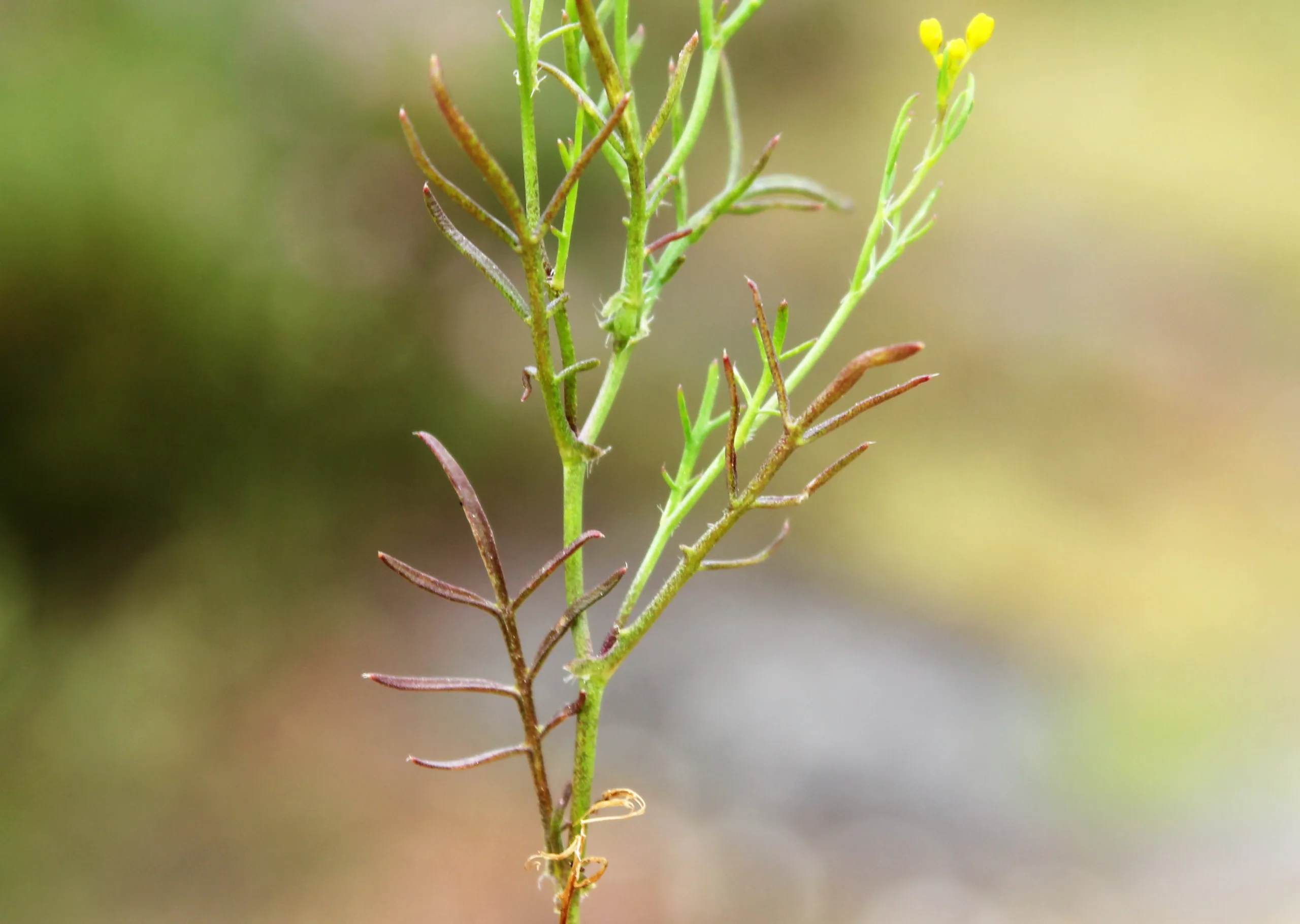 Rorippa thracica