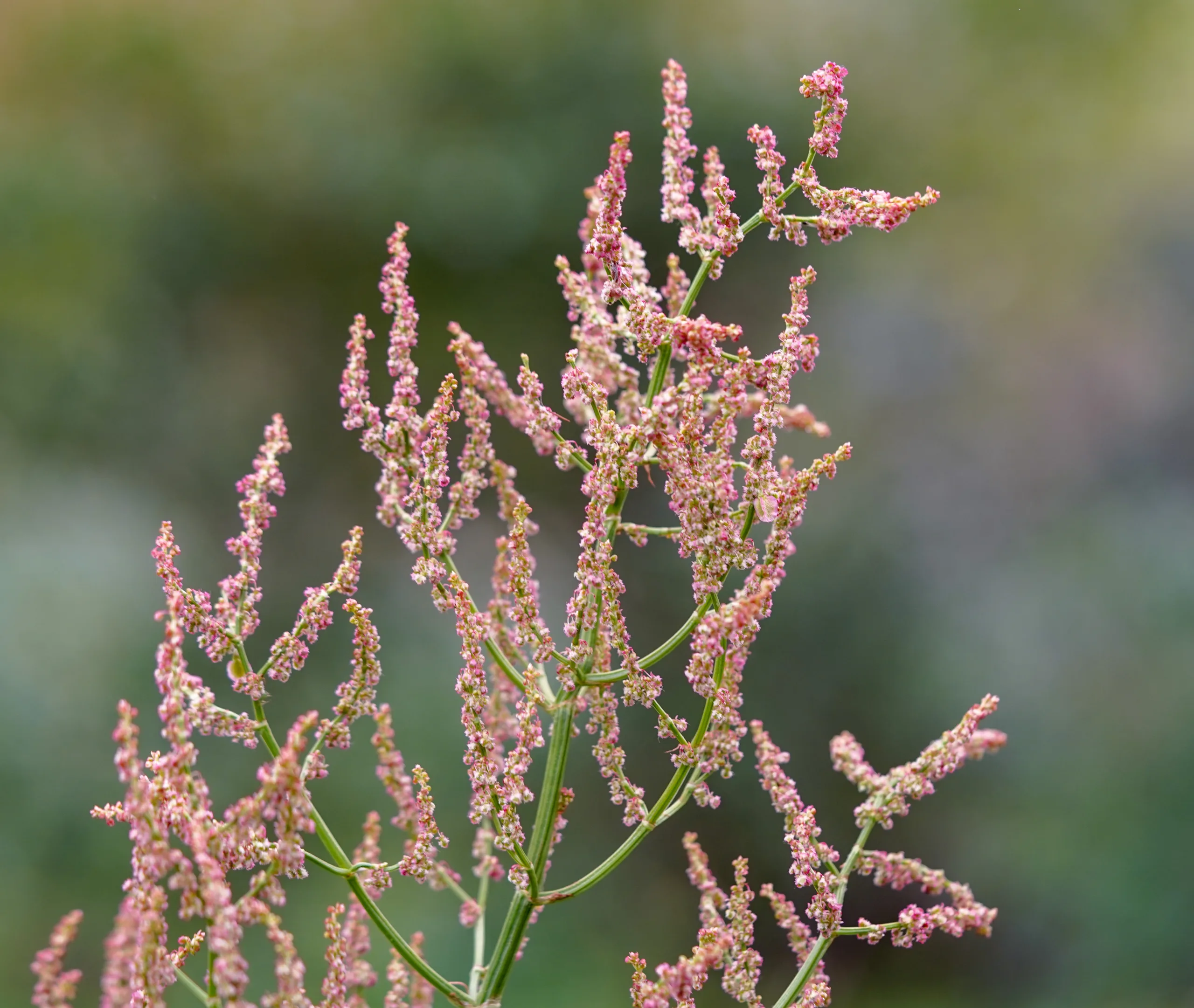 Rumex acetosa