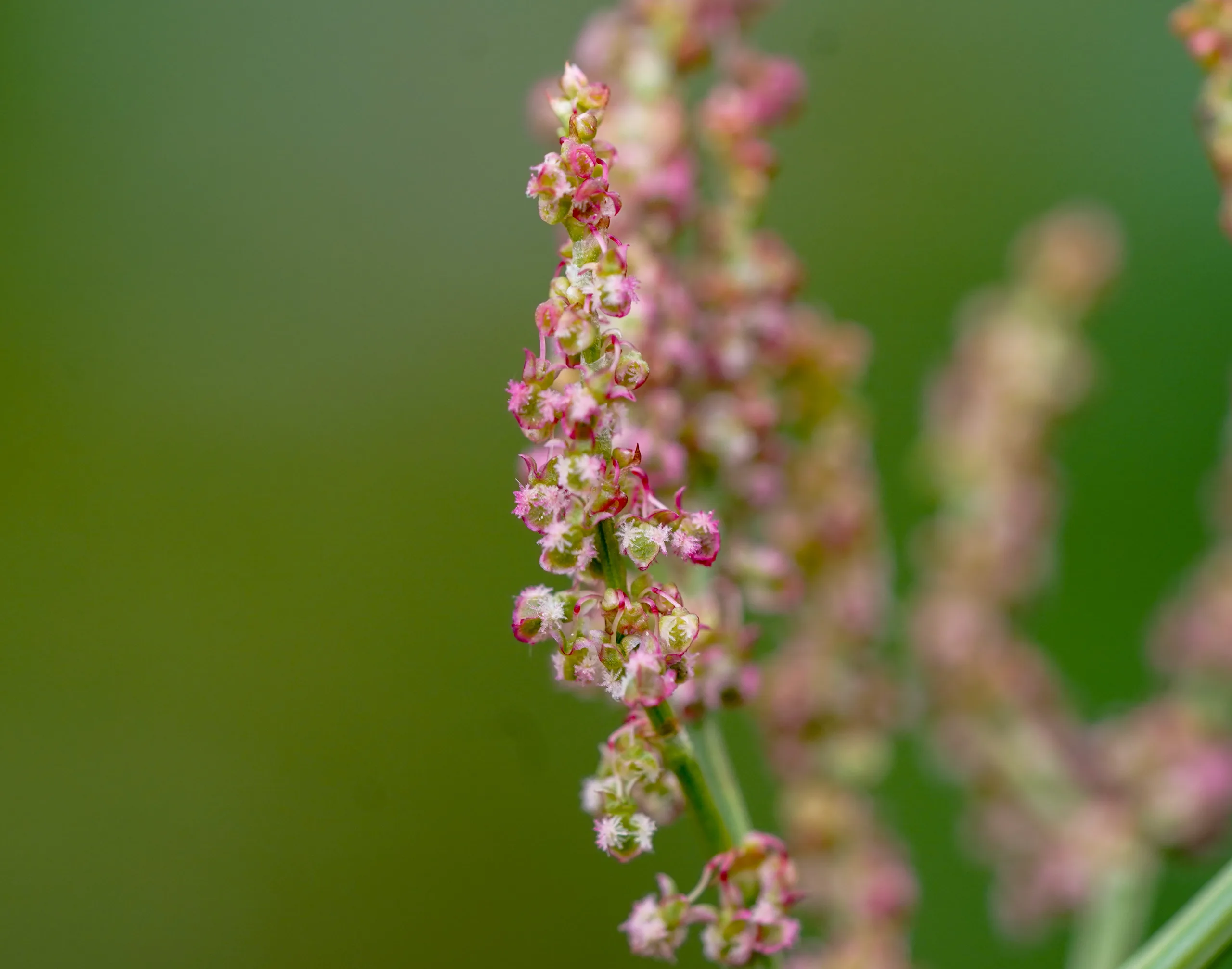 Rumex acetosa