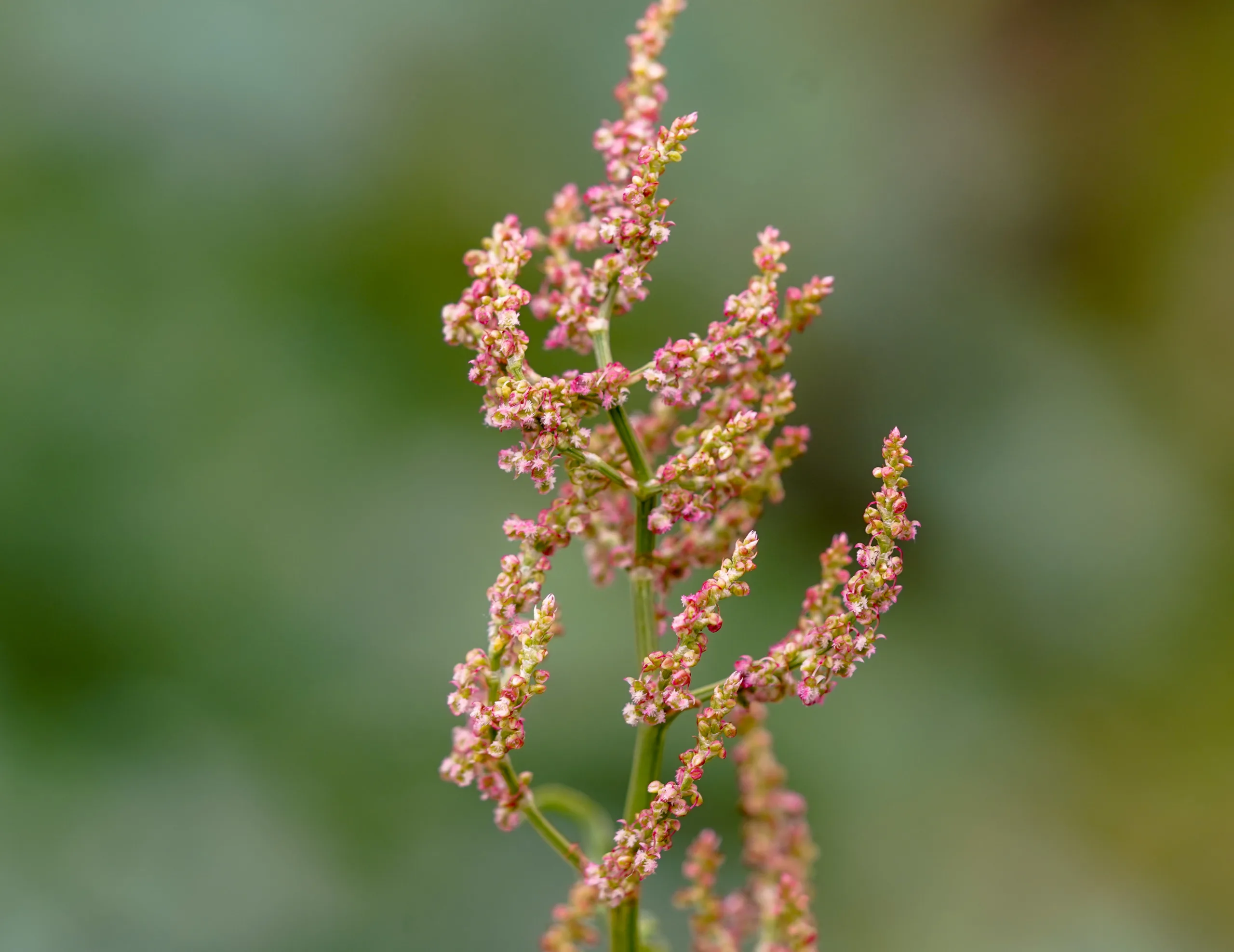 Rumex acetosa