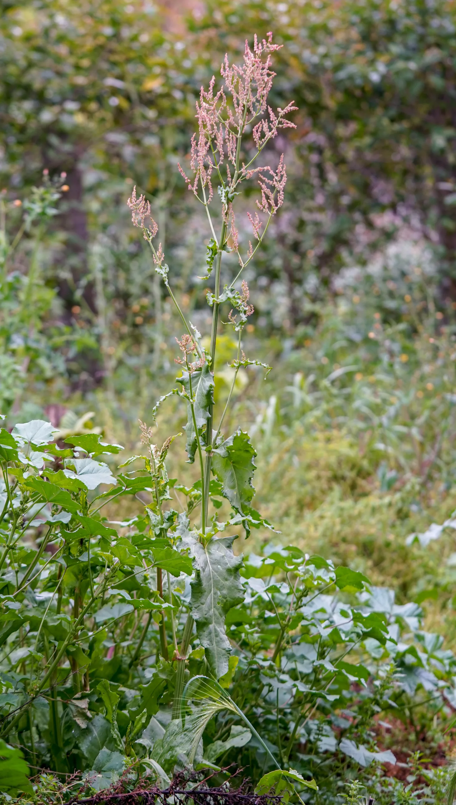 Rumex acetosa