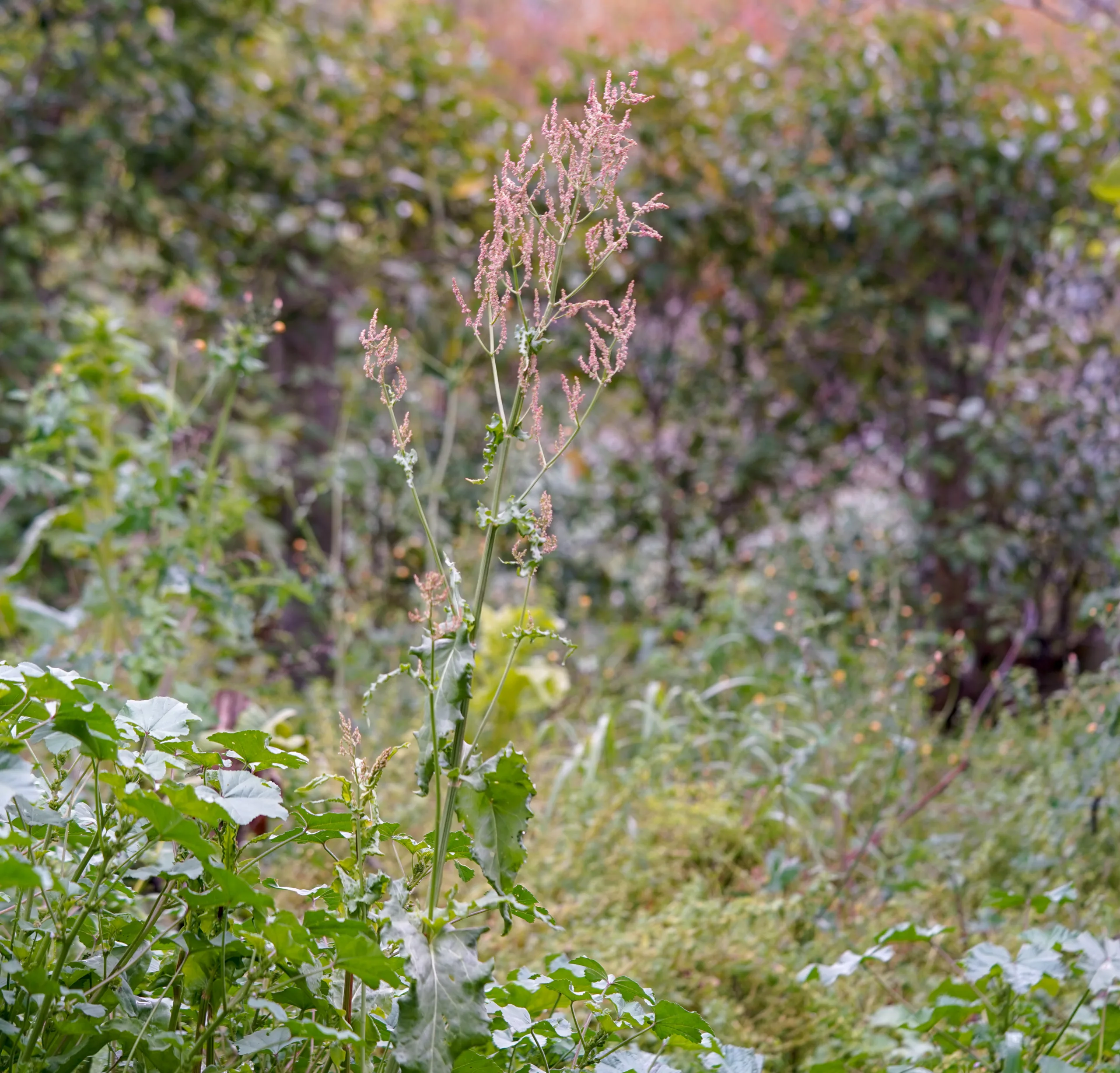 Rumex acetosa