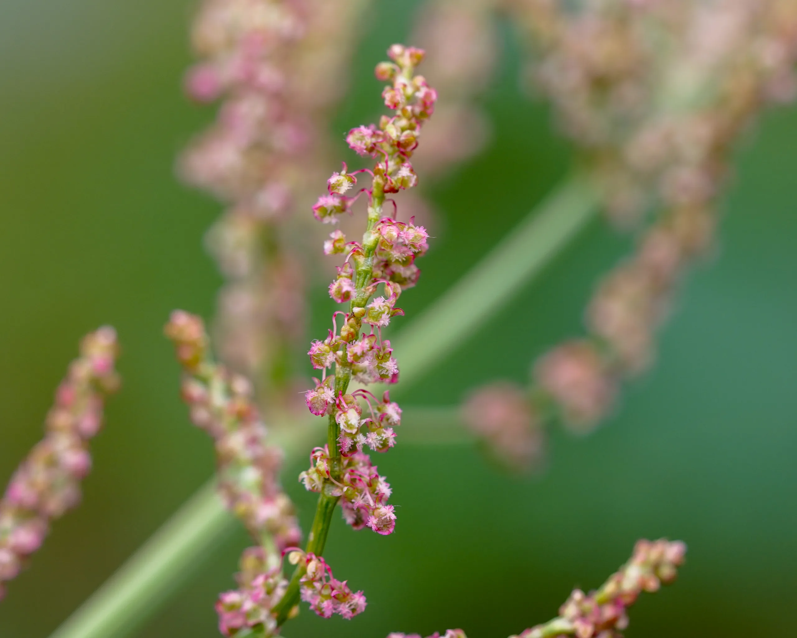 Rumex acetosa