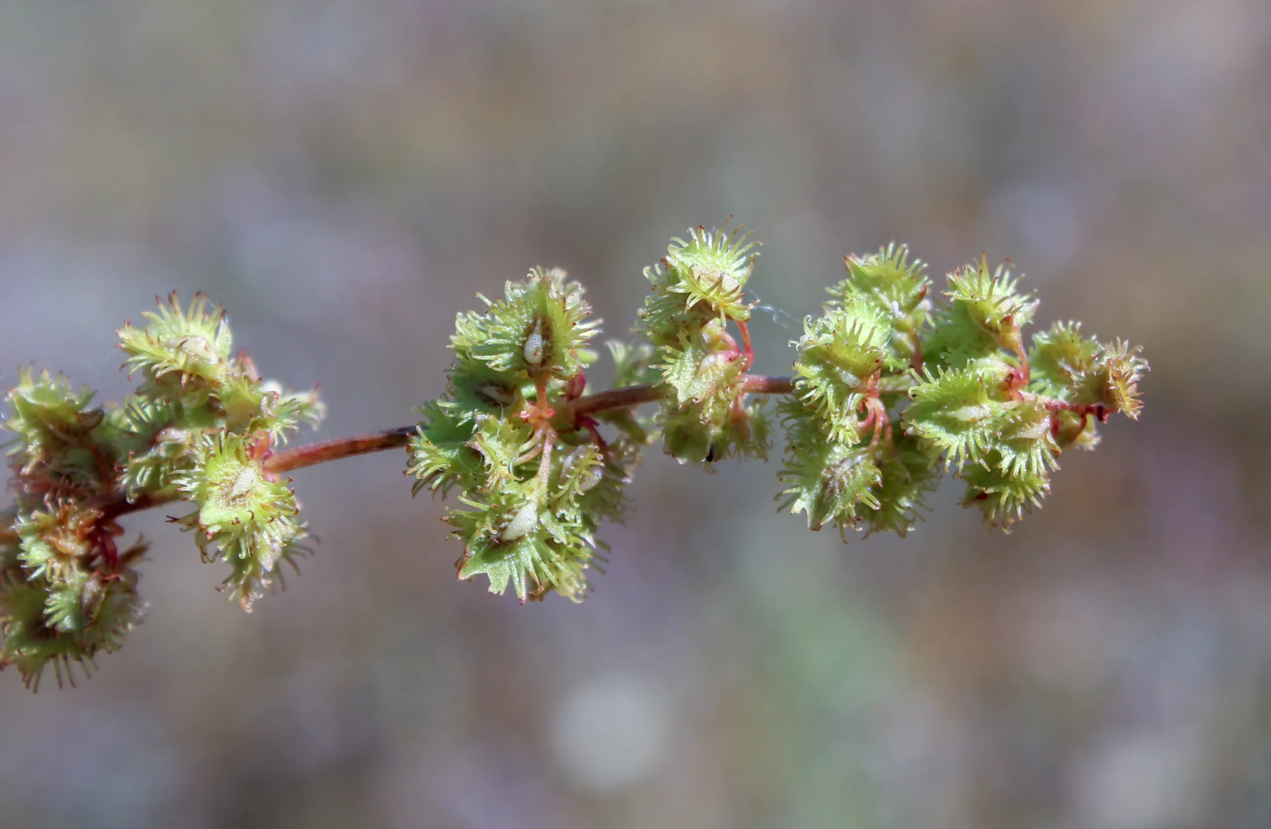 Rumex nepalensis